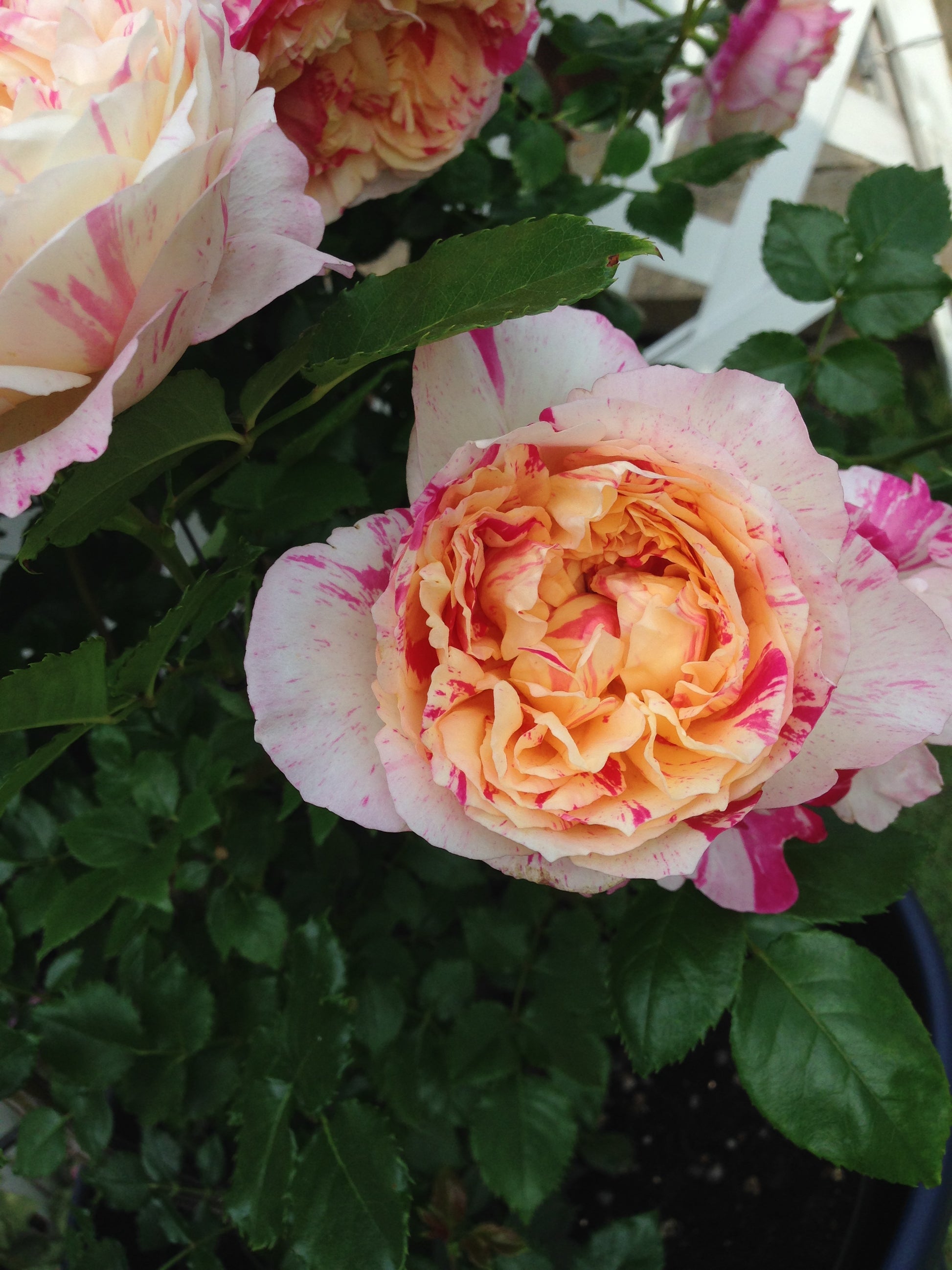 Climbing Rose - Julie Andrieu®-9