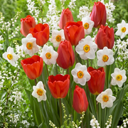 Composition - Happy Bulbs