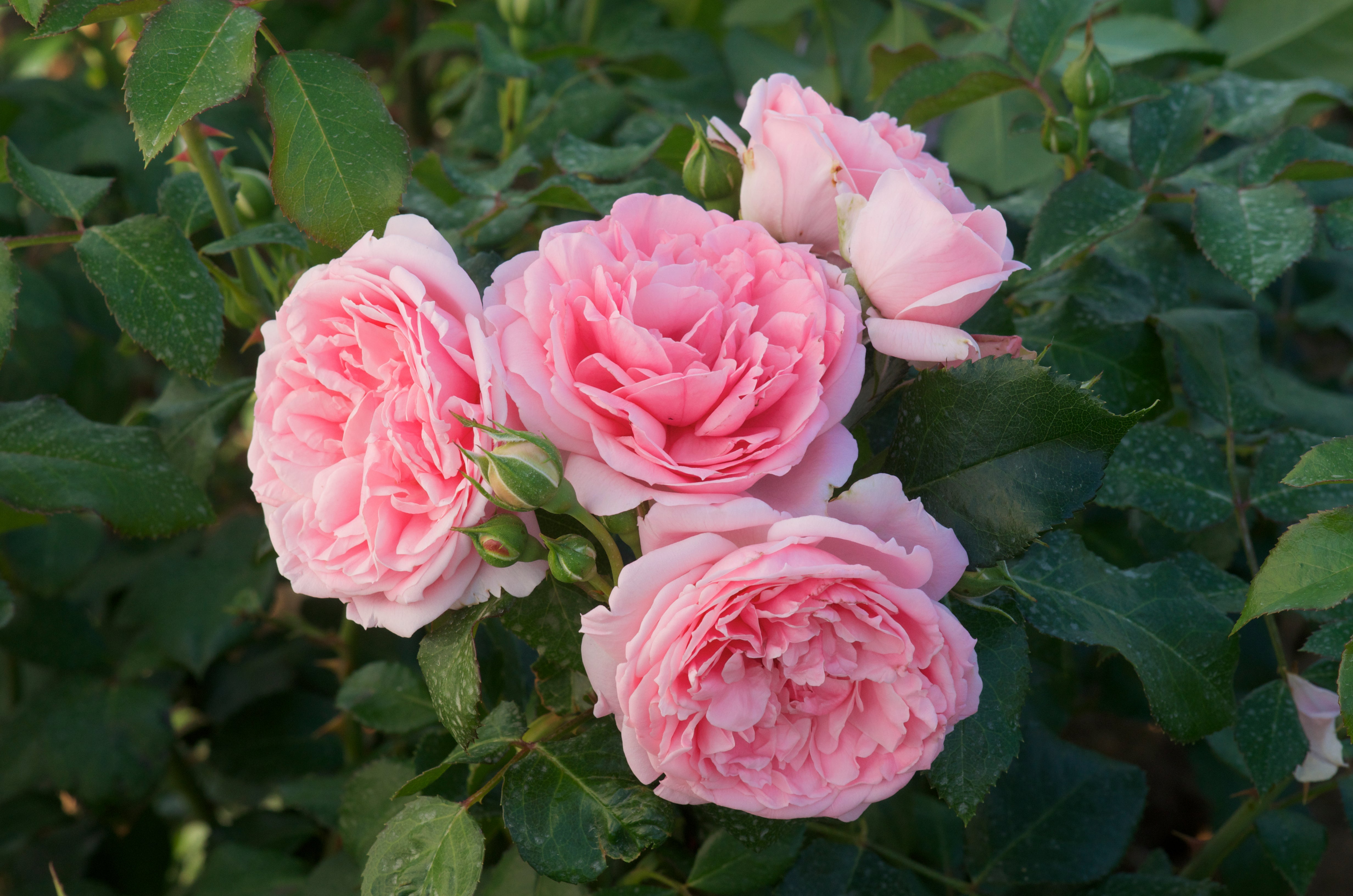 Floribunda Rose - Comtesse de Ségur®