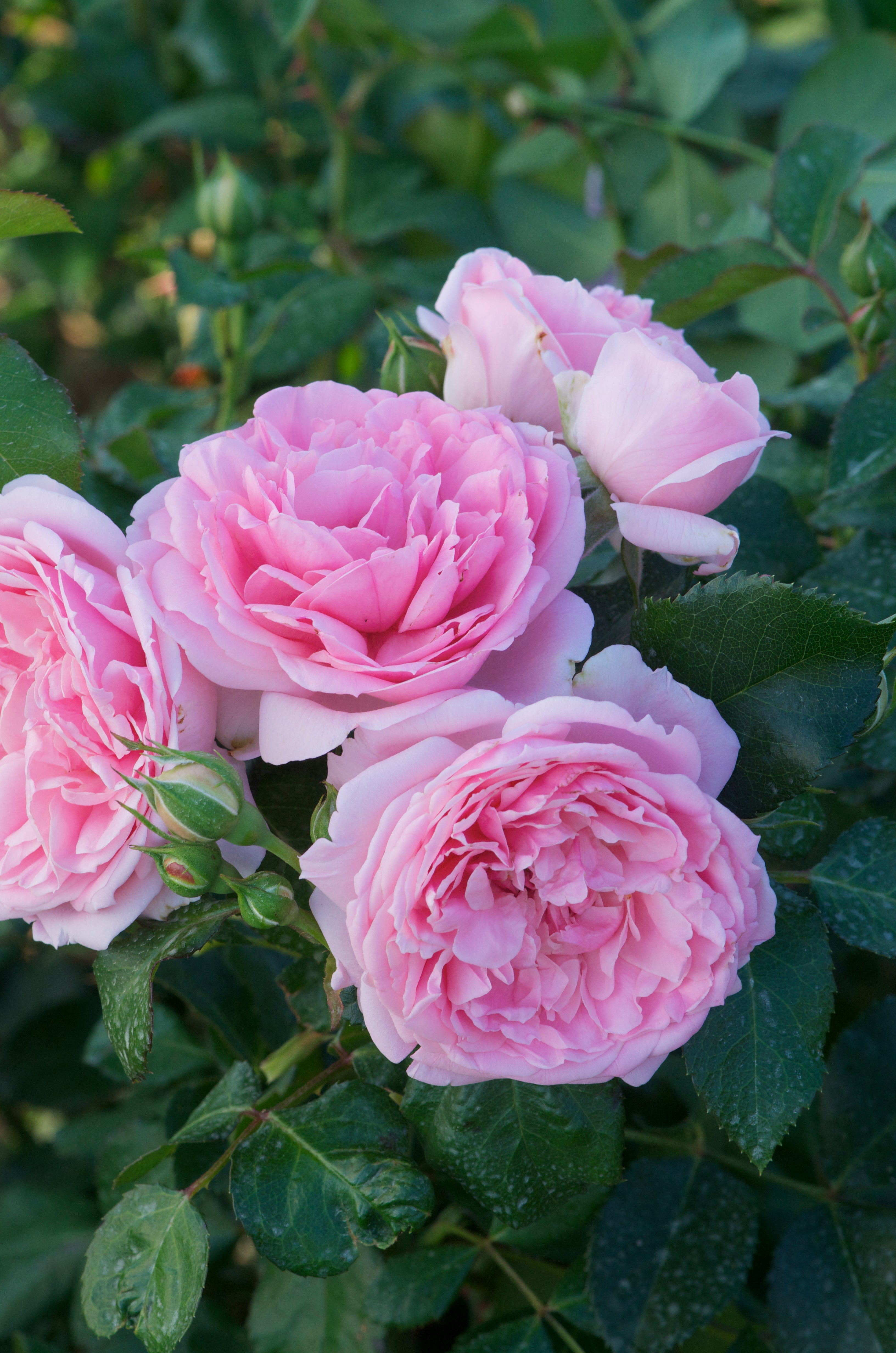 Floribunda Rose - Comtesse de Ségur®