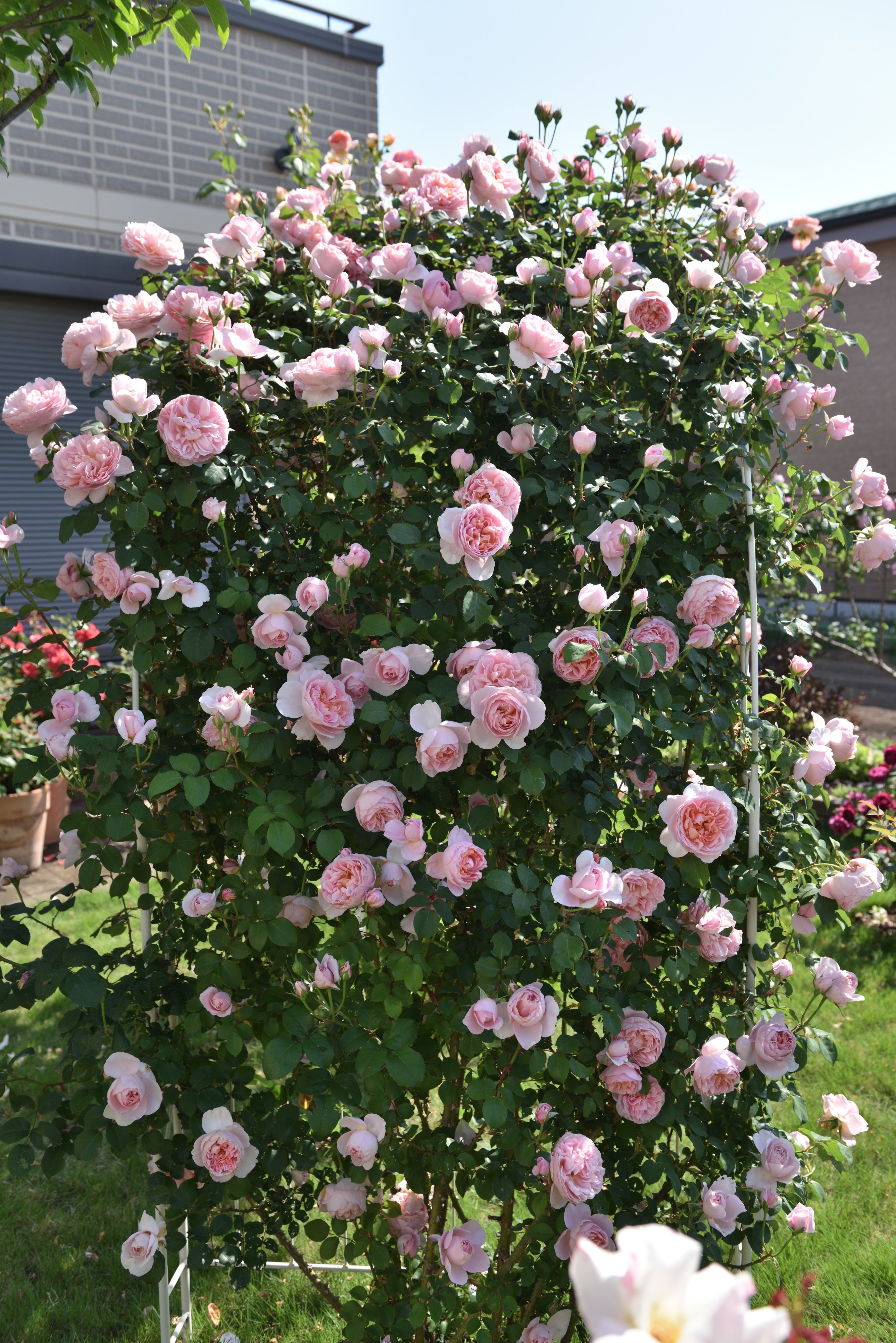 Floribunda Rose - Dames de Chenonceau®