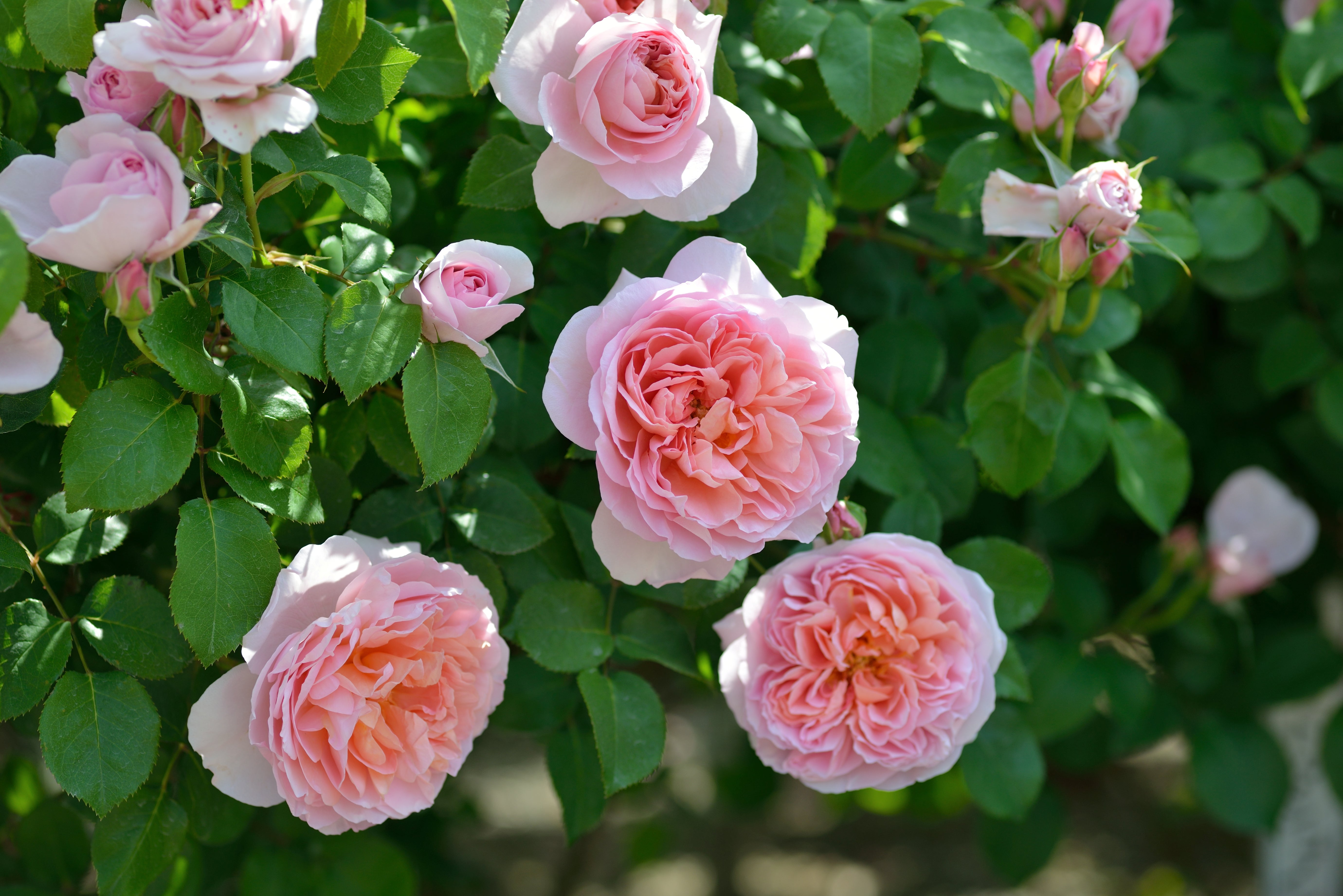 Floribunda Rose - Dames de Chenonceau®