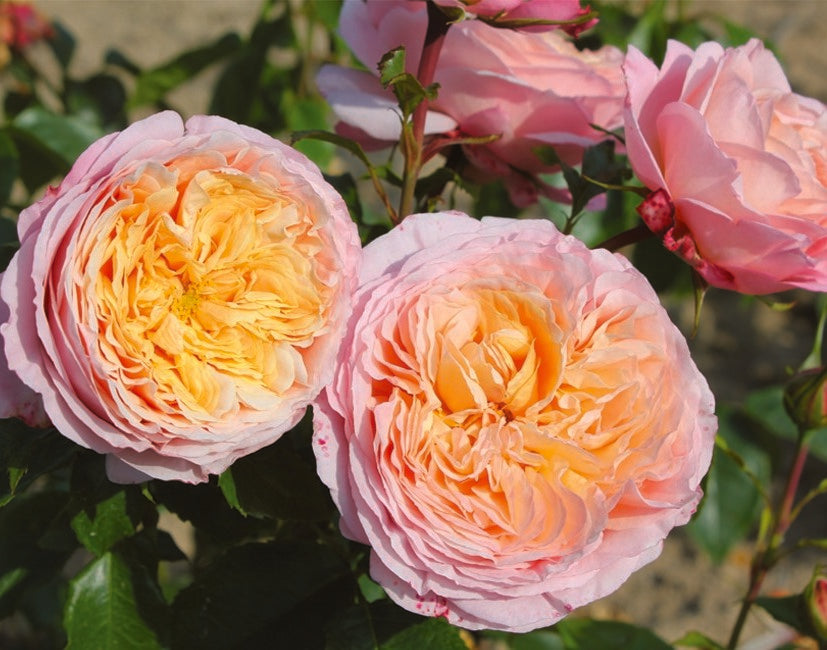 Floribunda Rose - Domaine de Chantilly®