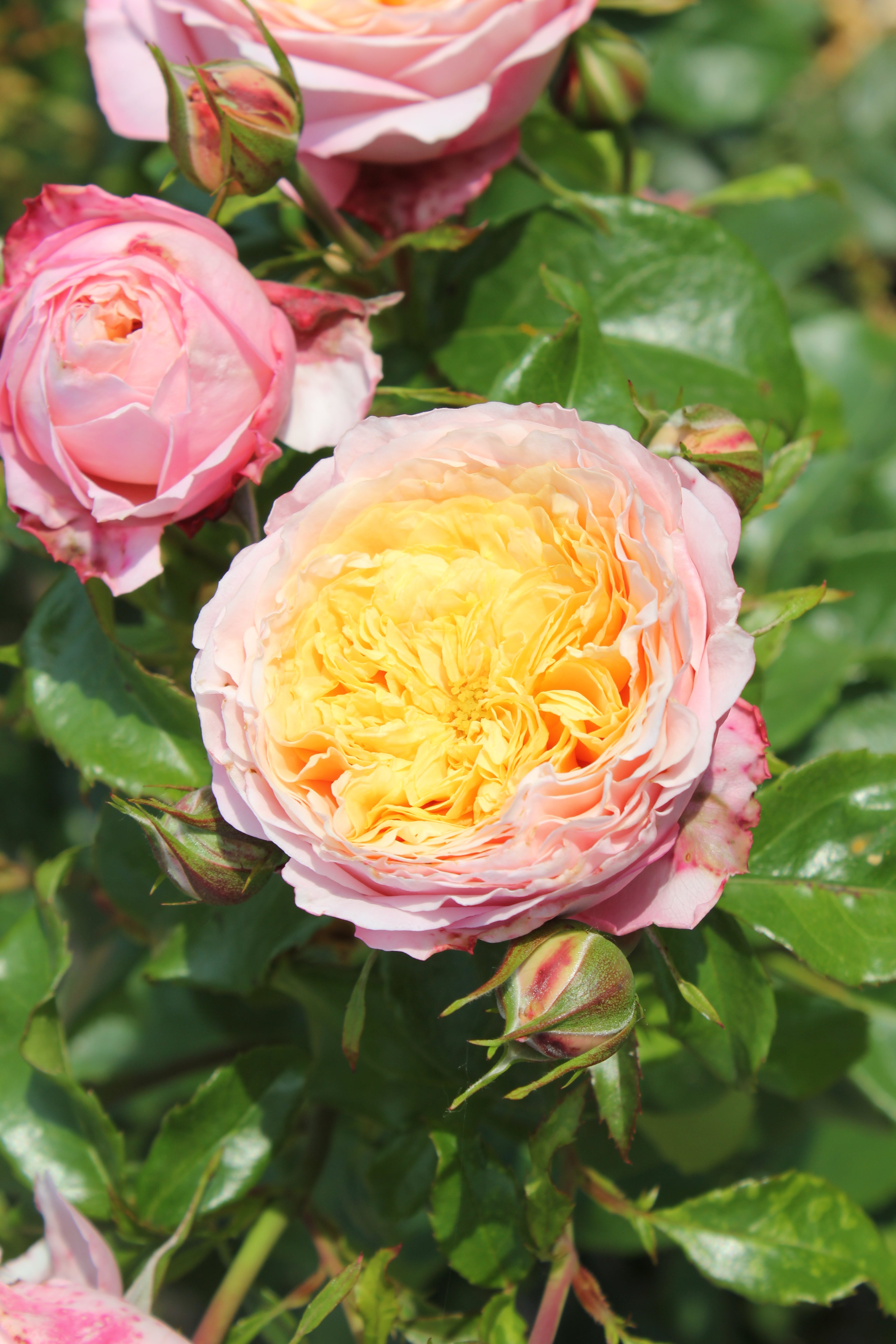 Floribunda Rose - Domaine de Chantilly®