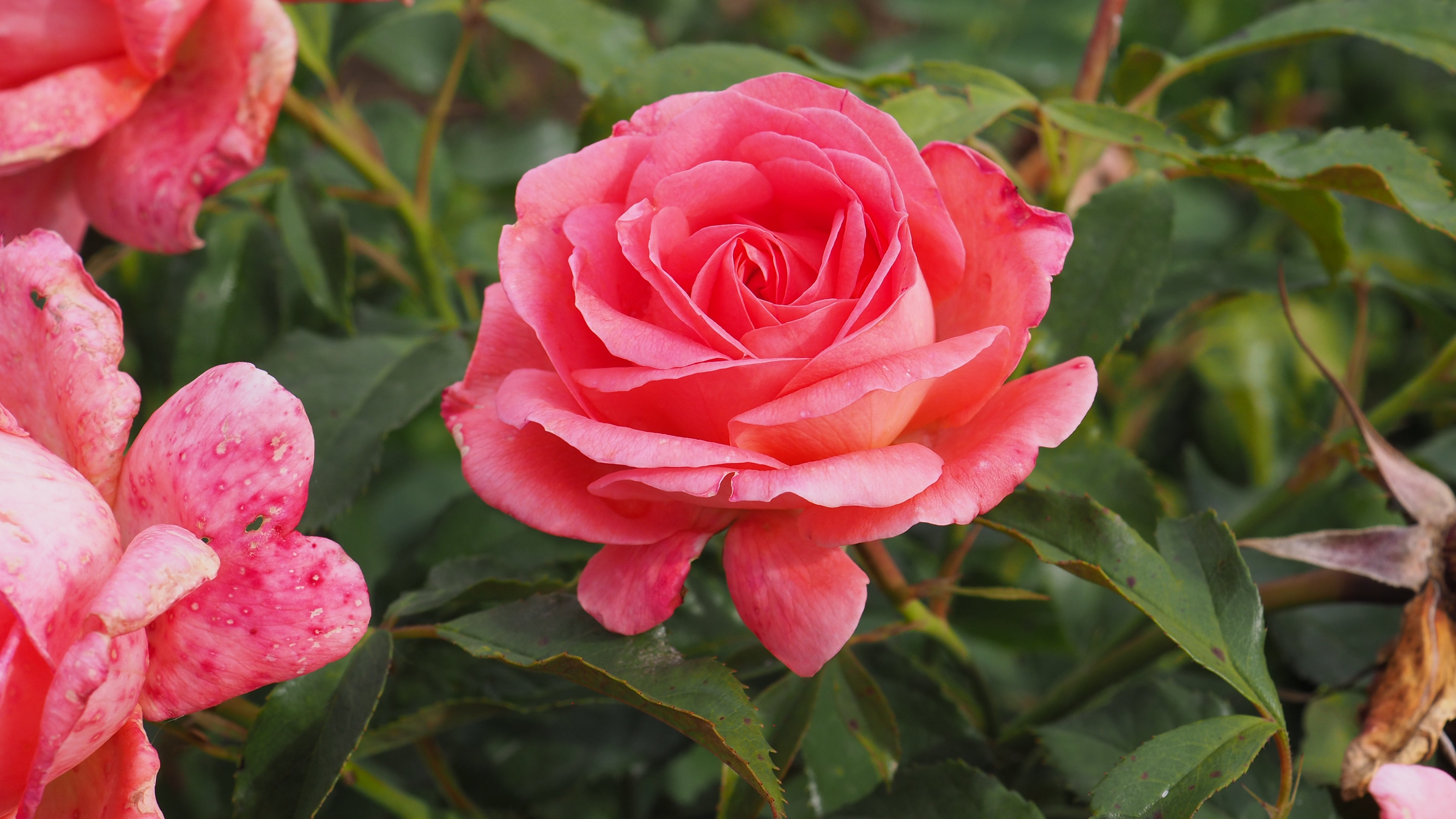 Floribunda Rose - Bijou Corail®-4