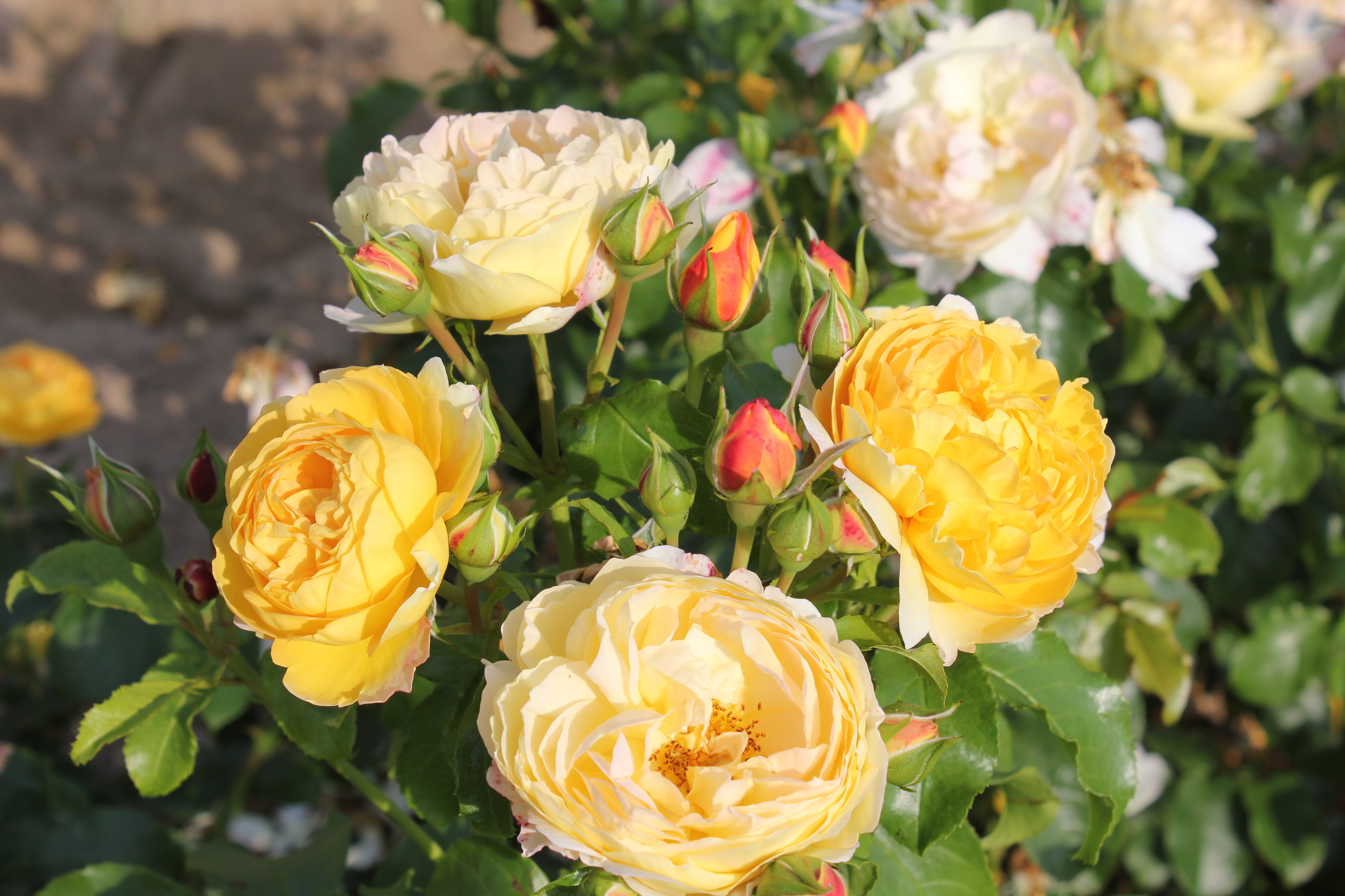 Floribunda Rose - Château de Cheverny®-6