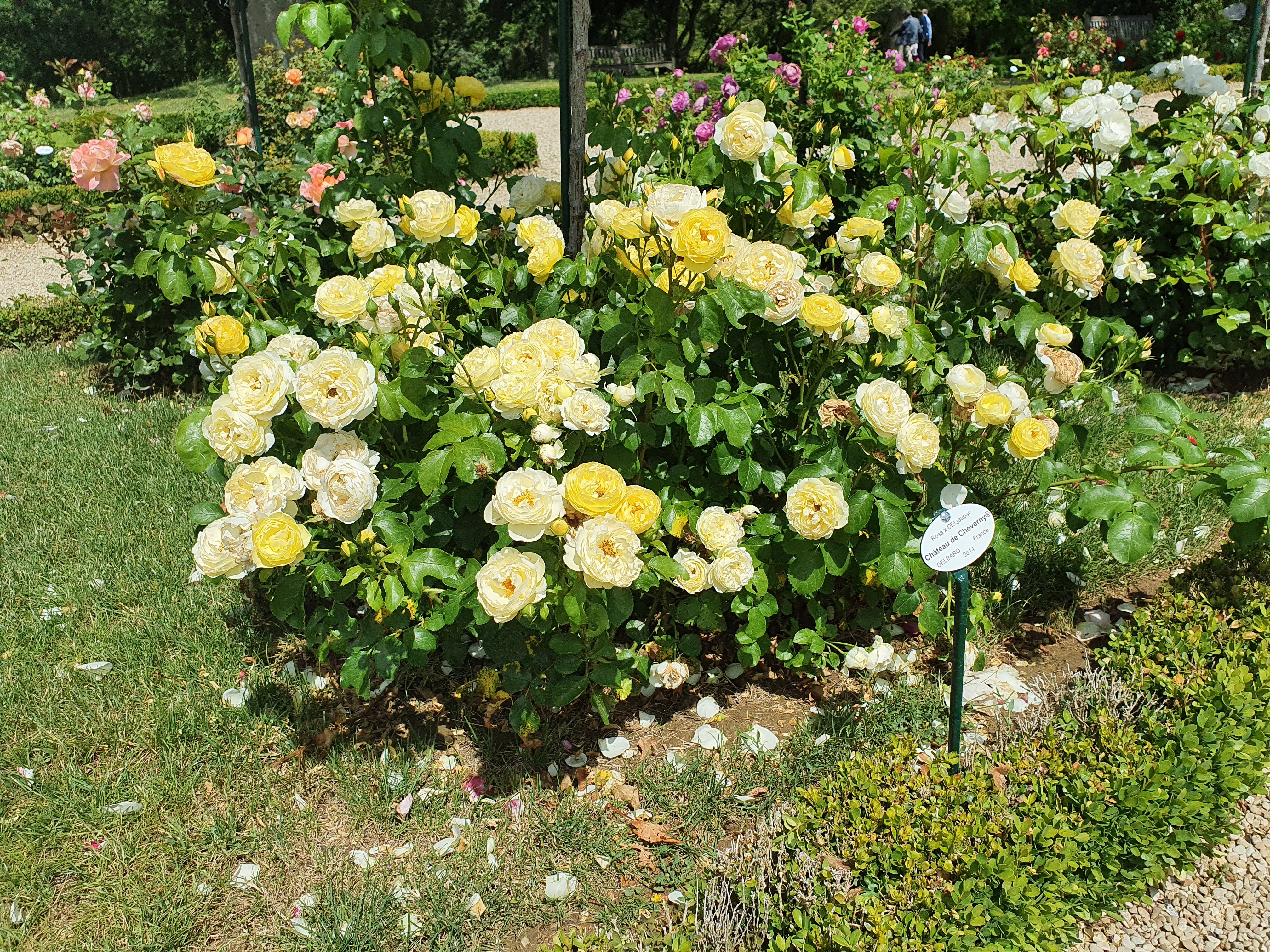 Floribunda Rose - Château de Cheverny®-8