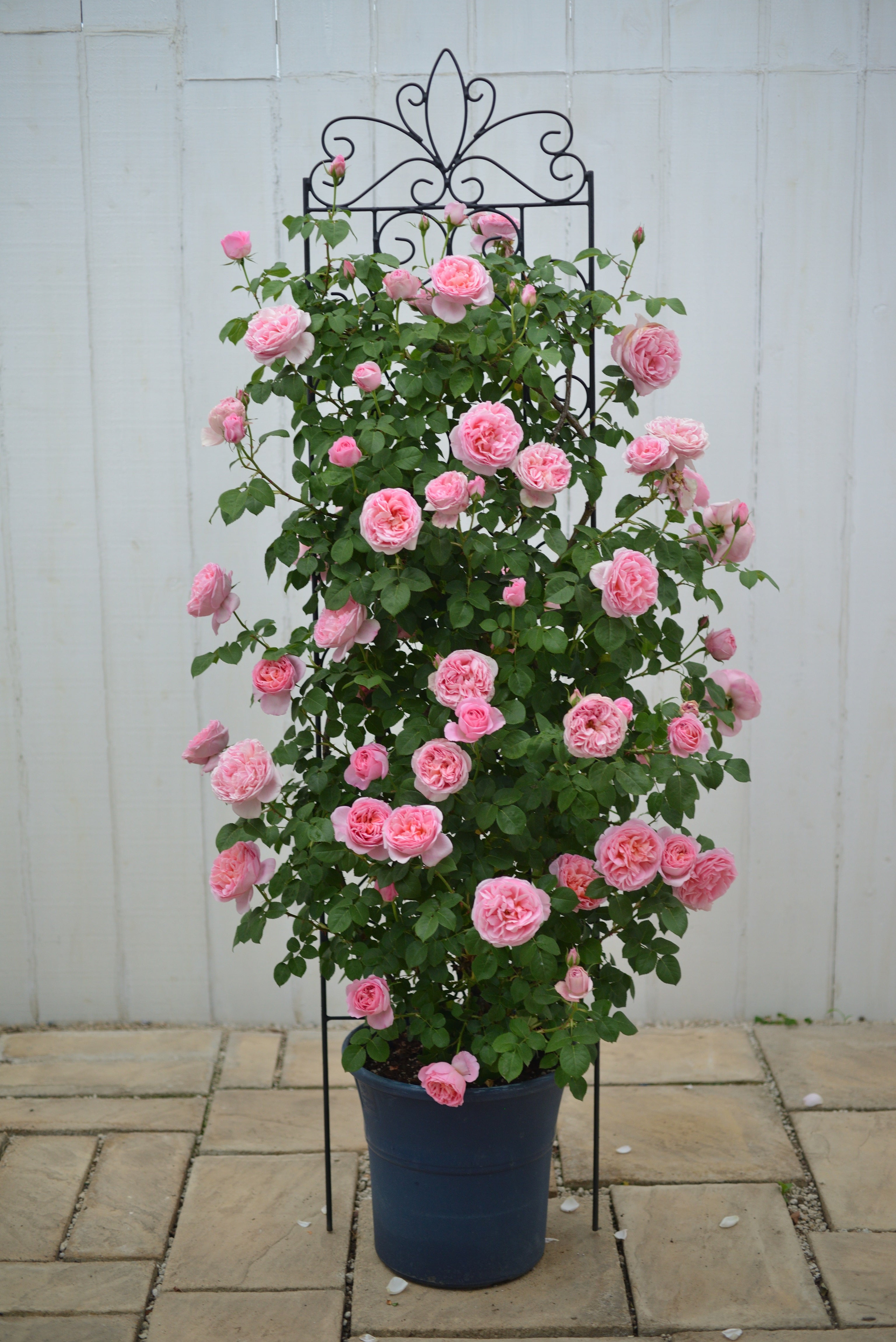 Floribunda Rose - Dames de Chenonceau®-4