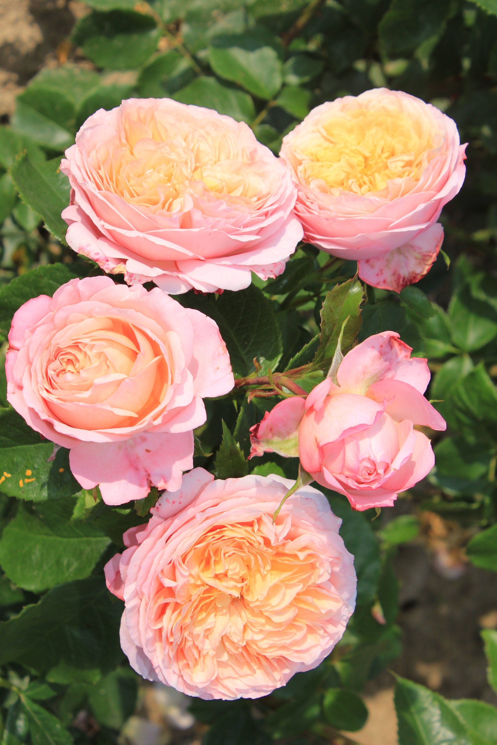 Floribunda Rose - Domaine de Chantilly®-2