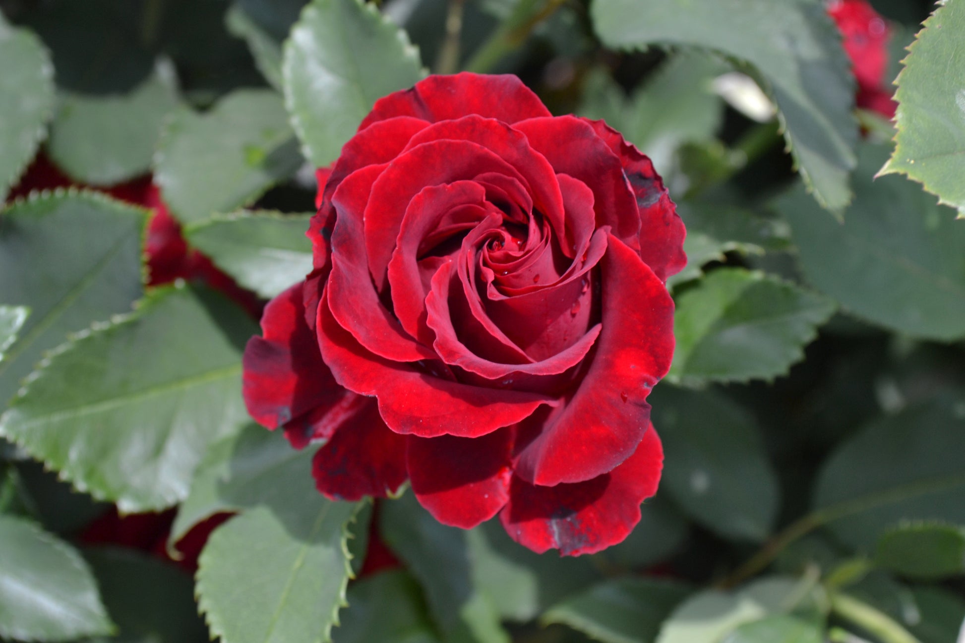 Floribunda Rose - Hommage a Barbara® (Heinz Winkler)-5