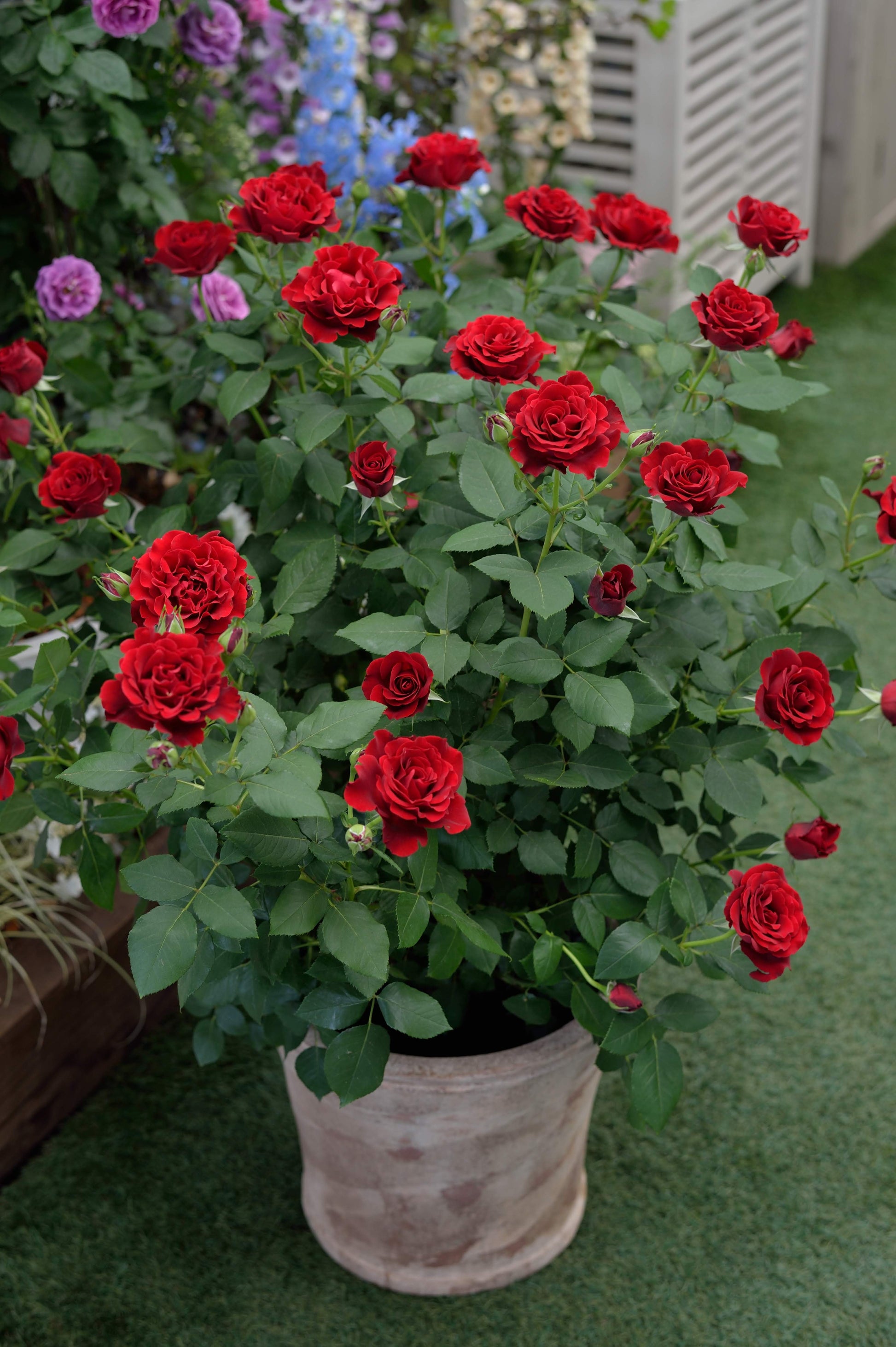 Floribunda Rose - Hommage a Barbara® (Heinz Winkler)-8