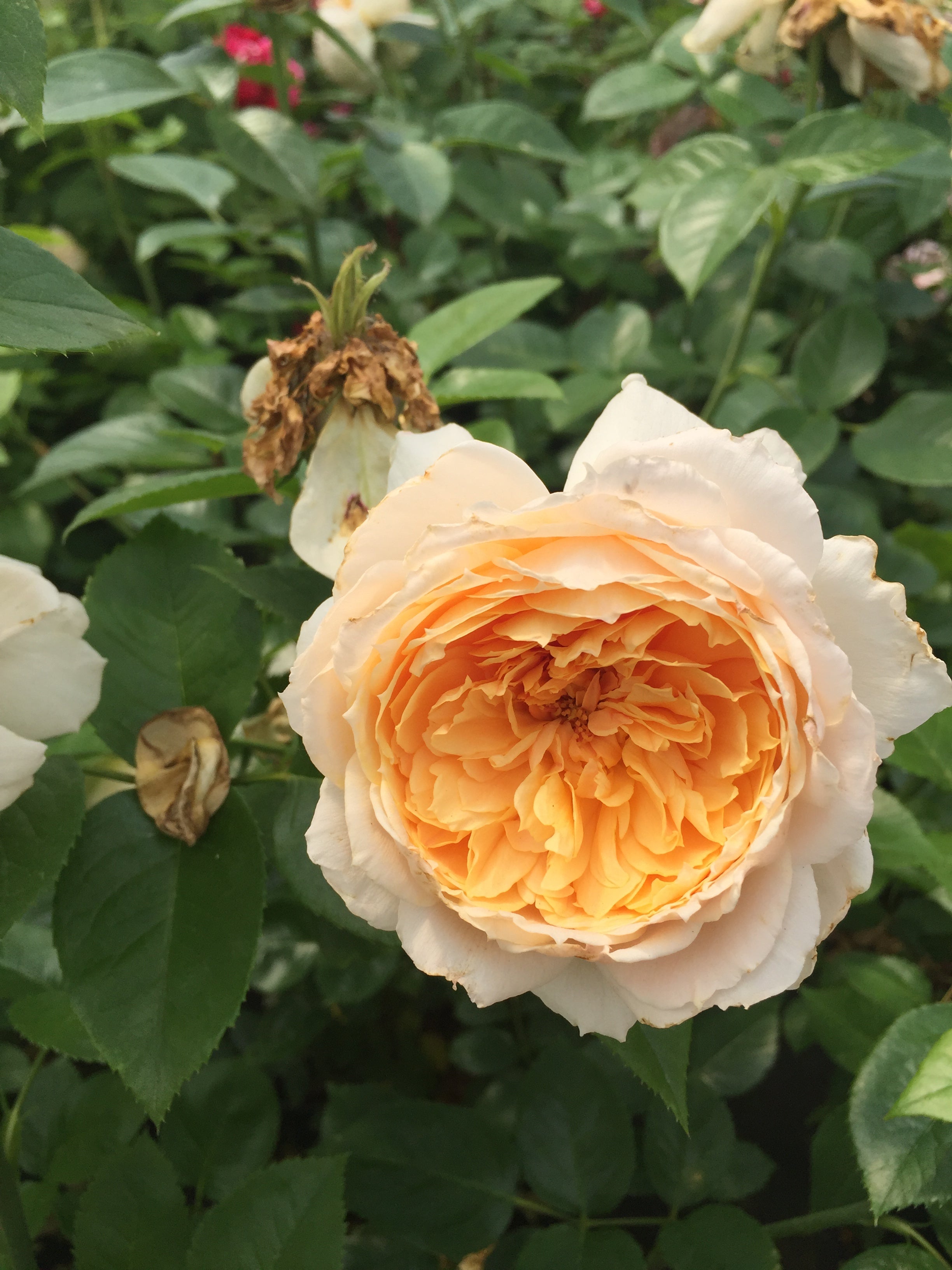 Floribunda Rose - Patrick Devedjian®-2