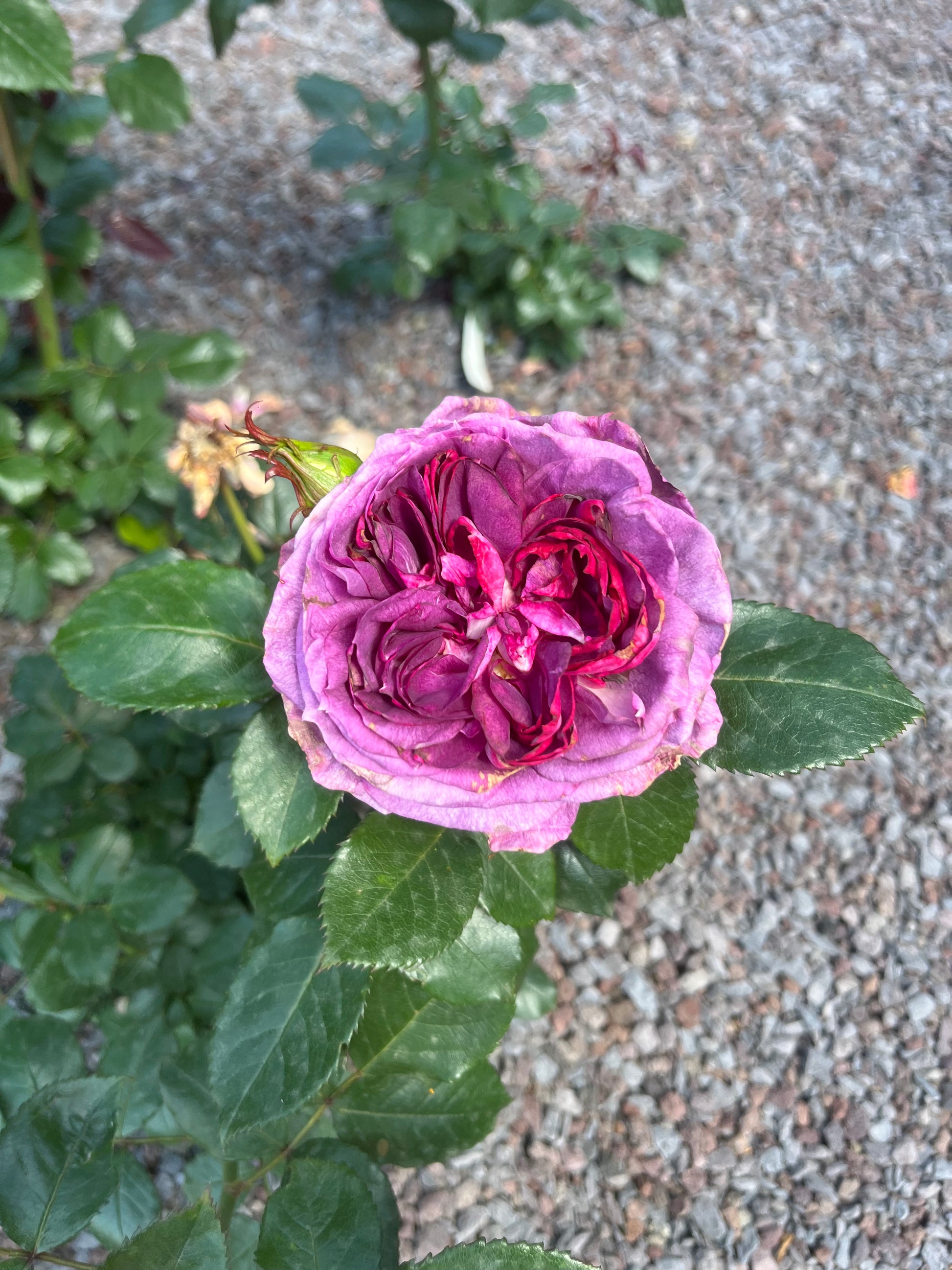 Floribunda Rose - Thierry Marx®-8