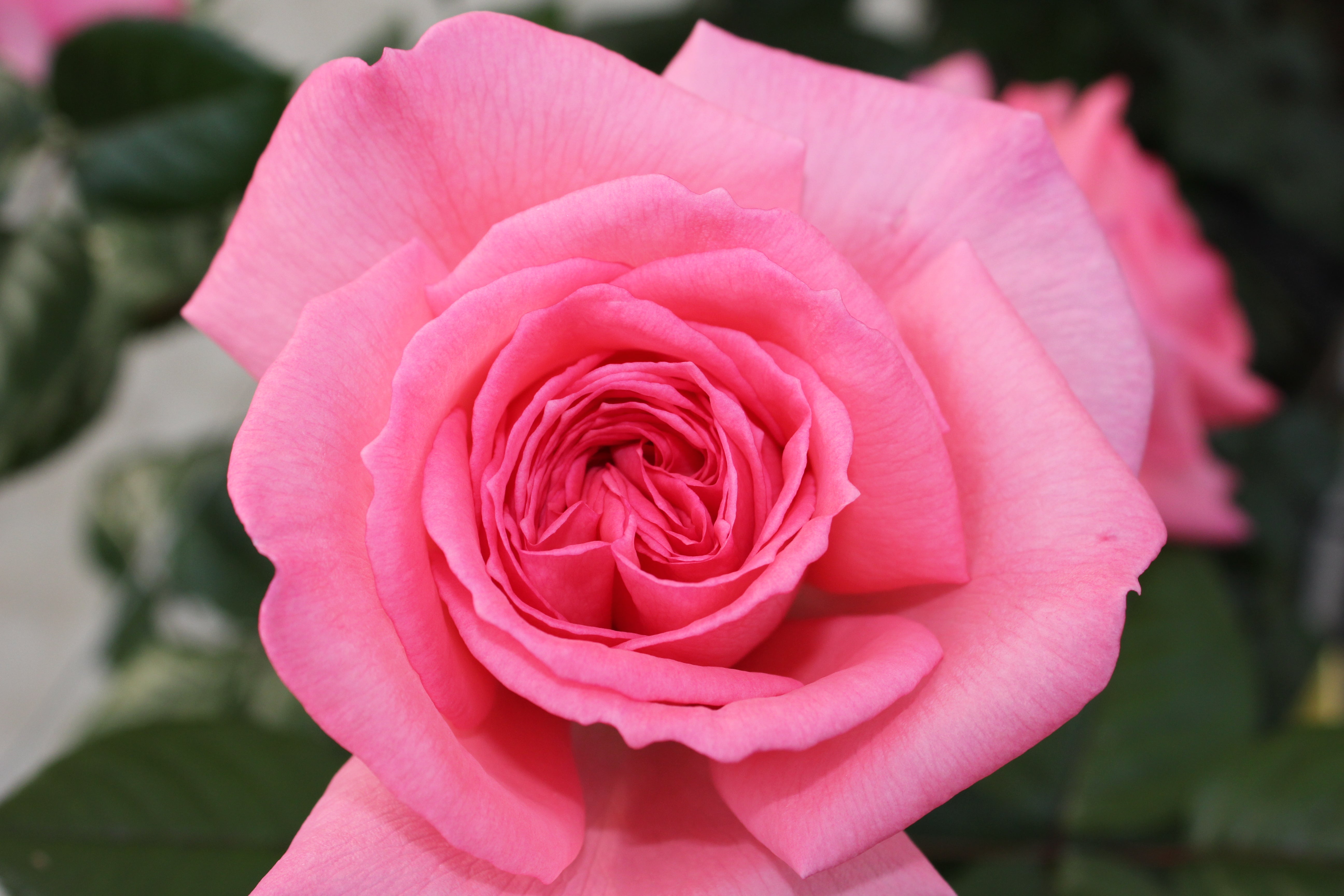Edelrose - Fragonard®