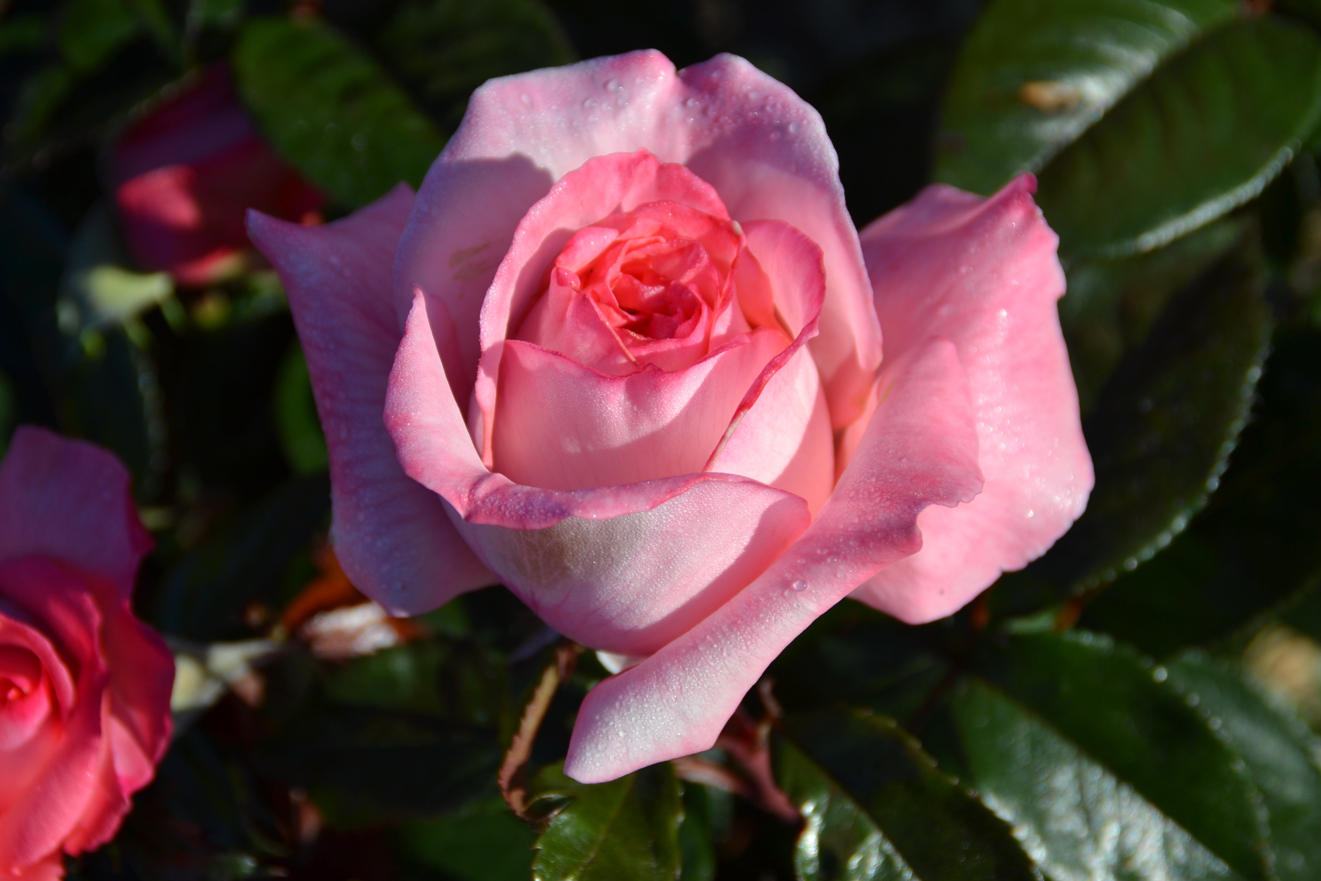 Hybrid Tea Rose - Fragonard®