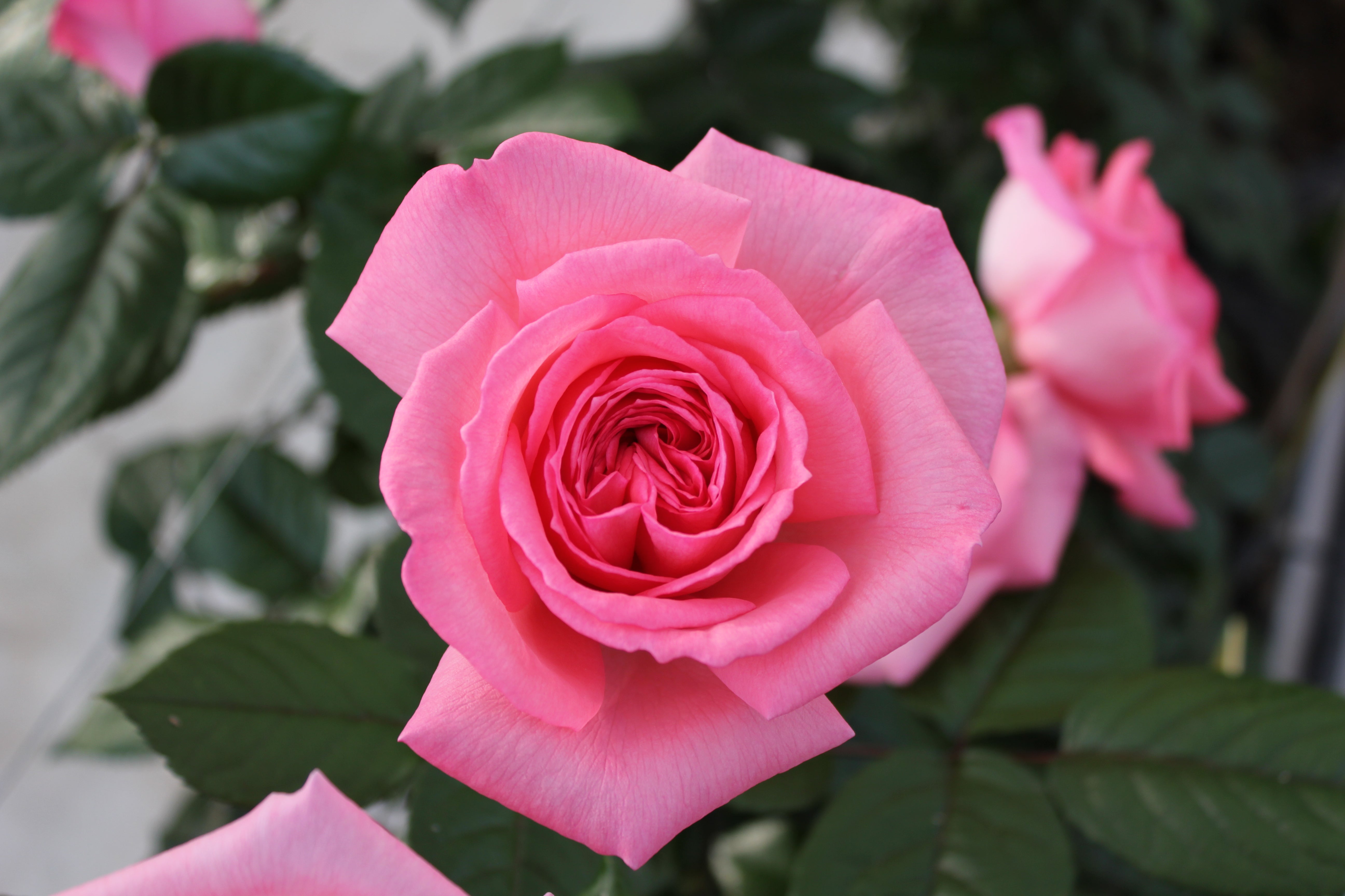 Edelrose - Fragonard®