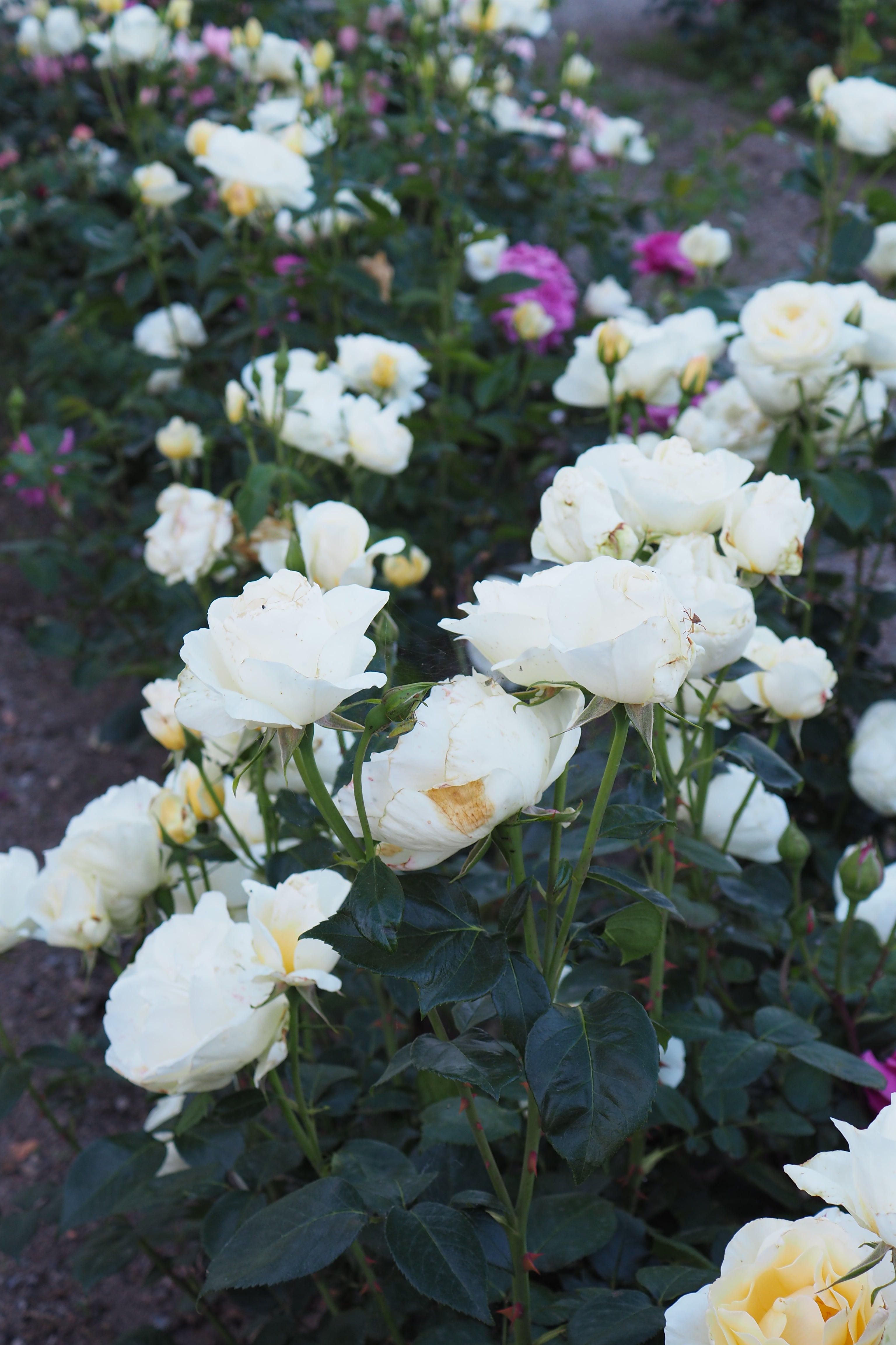 Hybrid Tea Rose - Grand Nord®