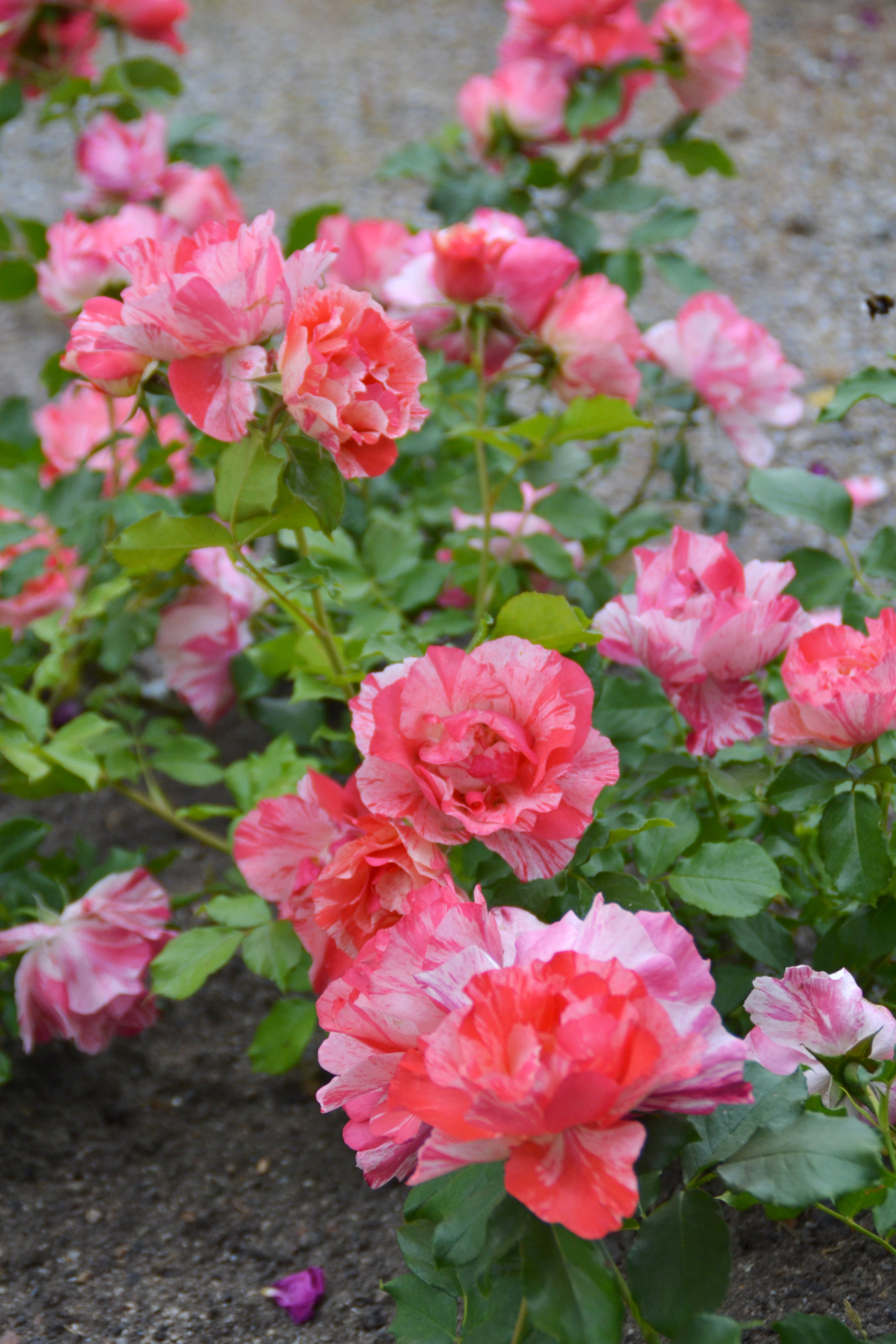 Floribunda Rose - Grimaldi®