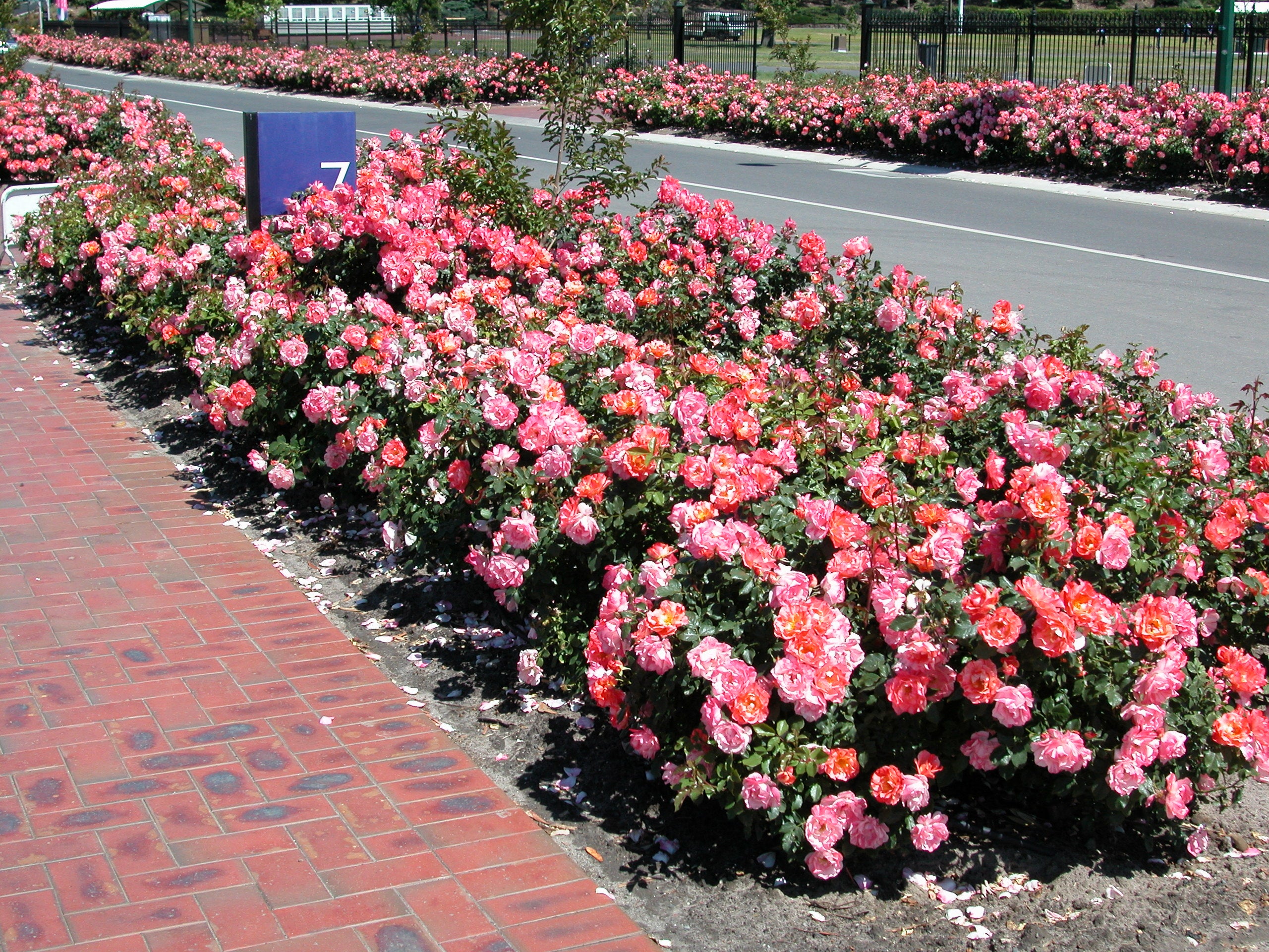 Floribunda Rose - Grimaldi®