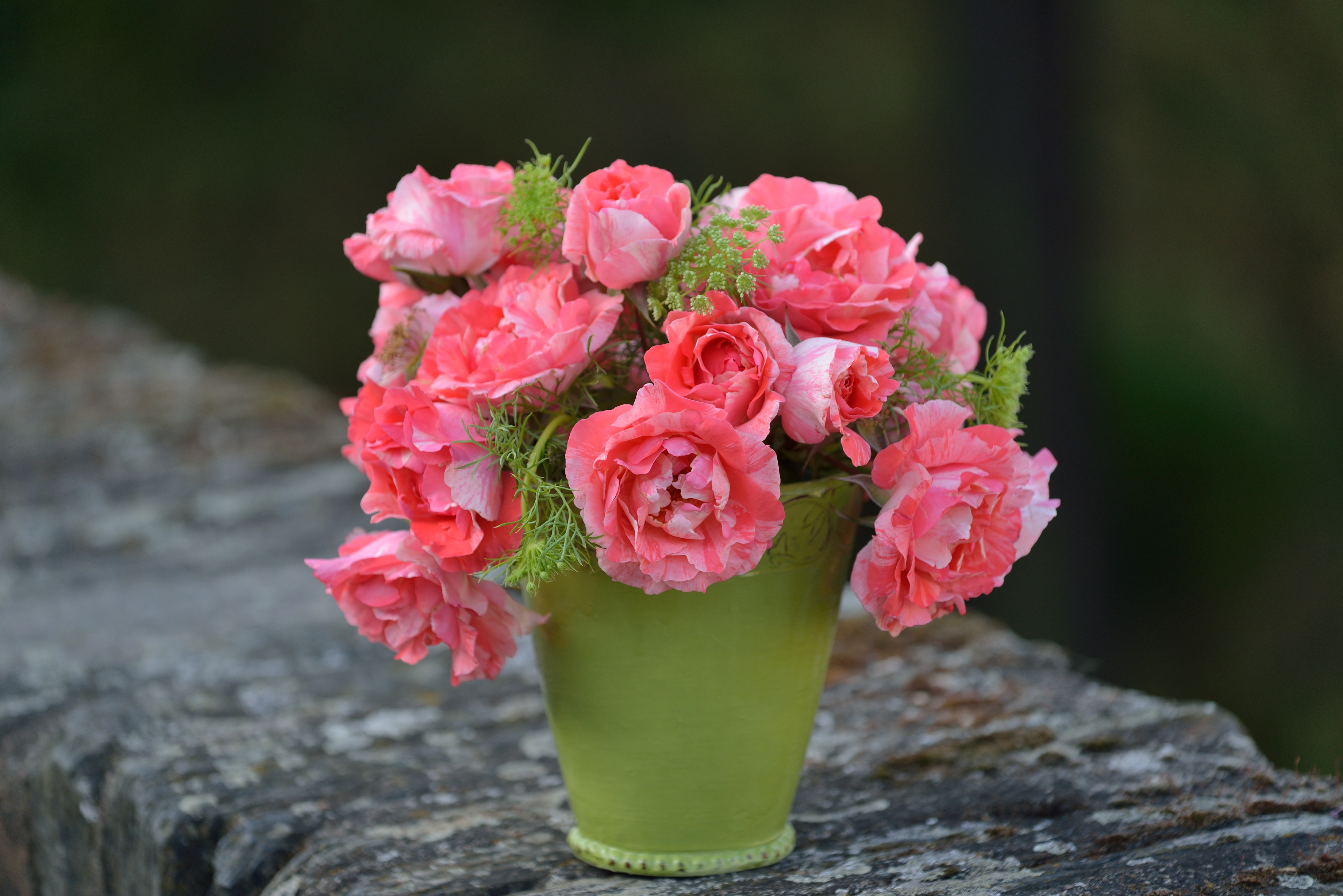 Floribunda Rose - Grimaldi®