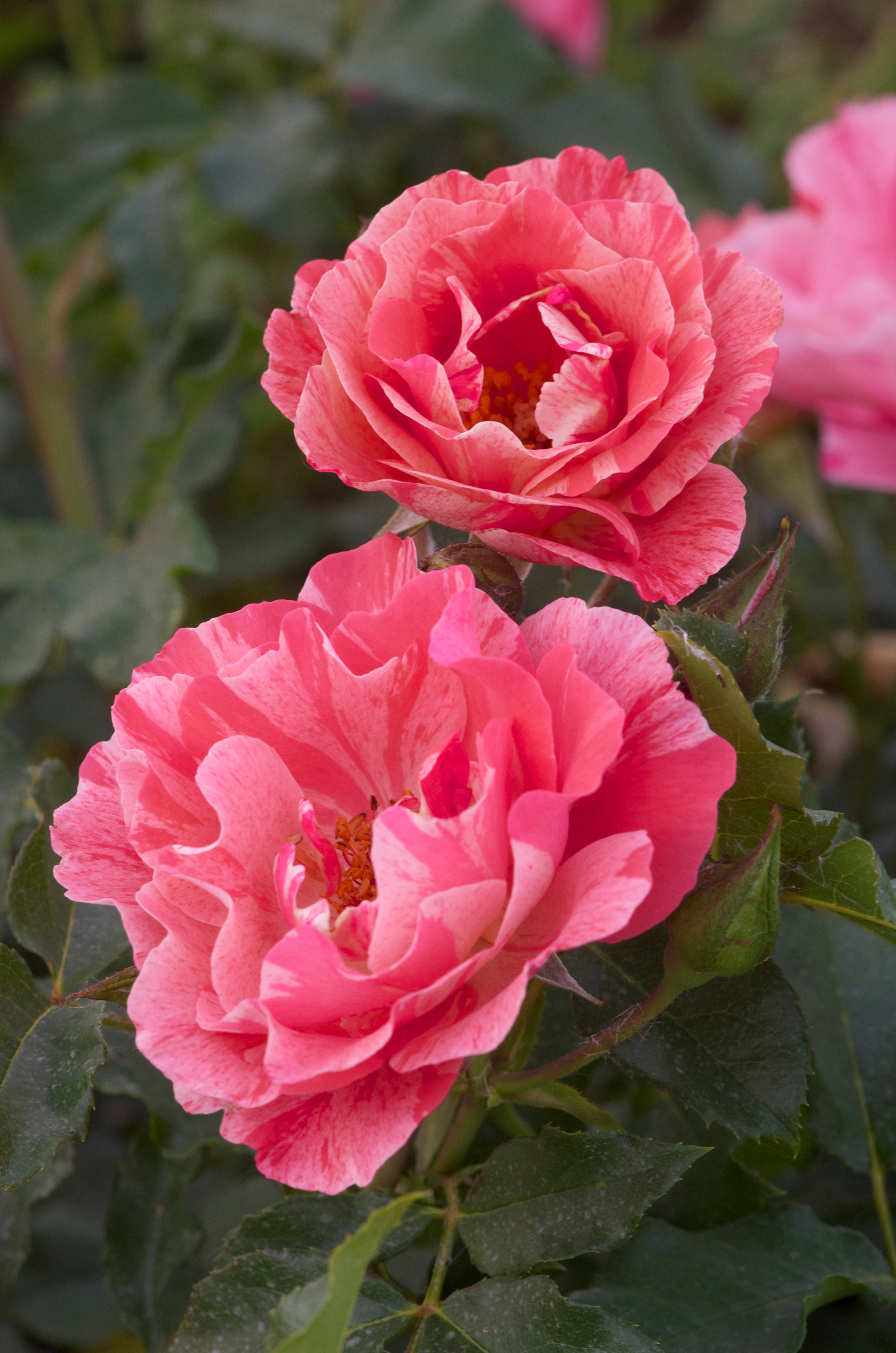 Floribunda Rose - Grimaldi®