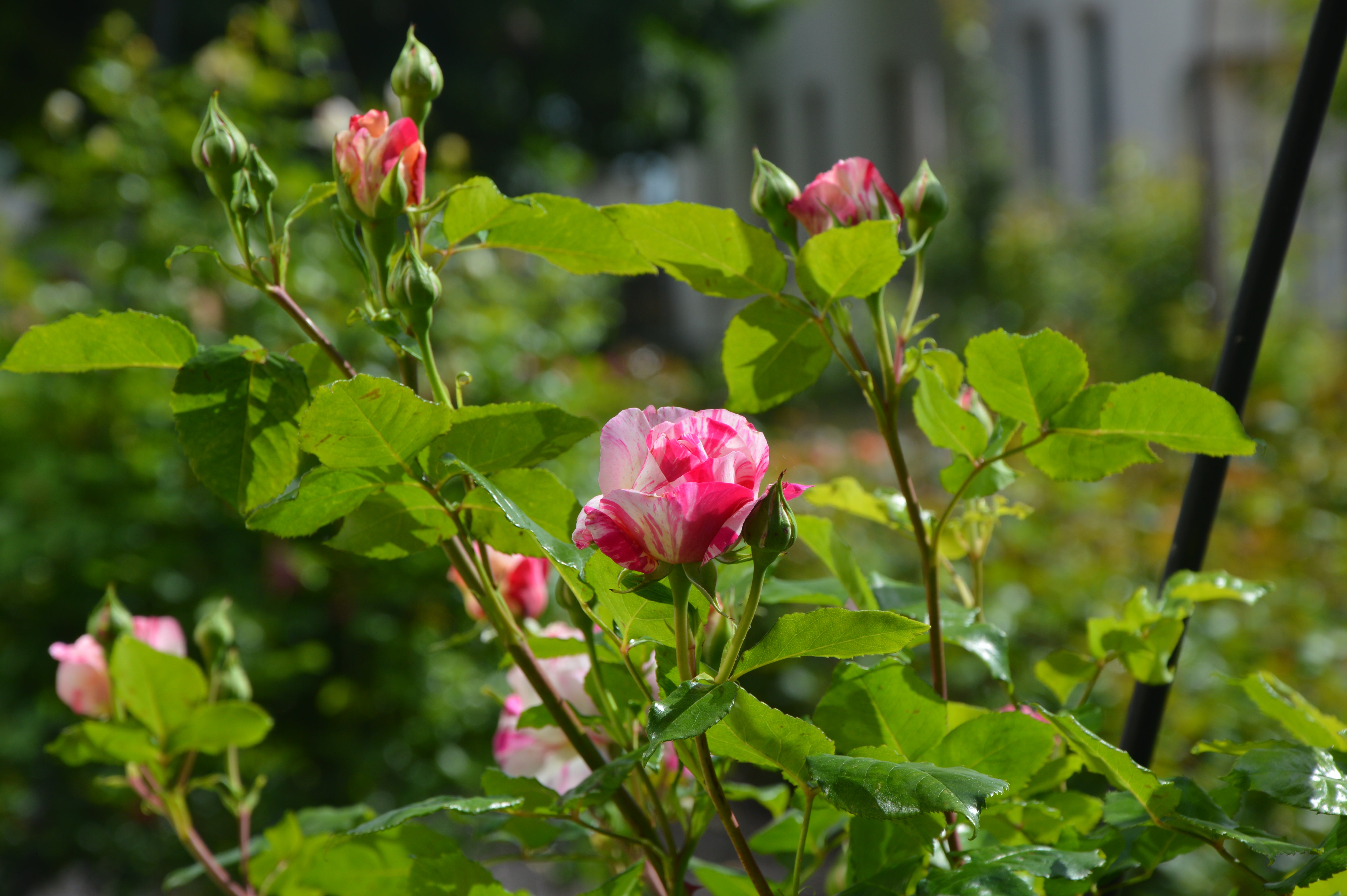 Floribunda Rose - Grimaldi®