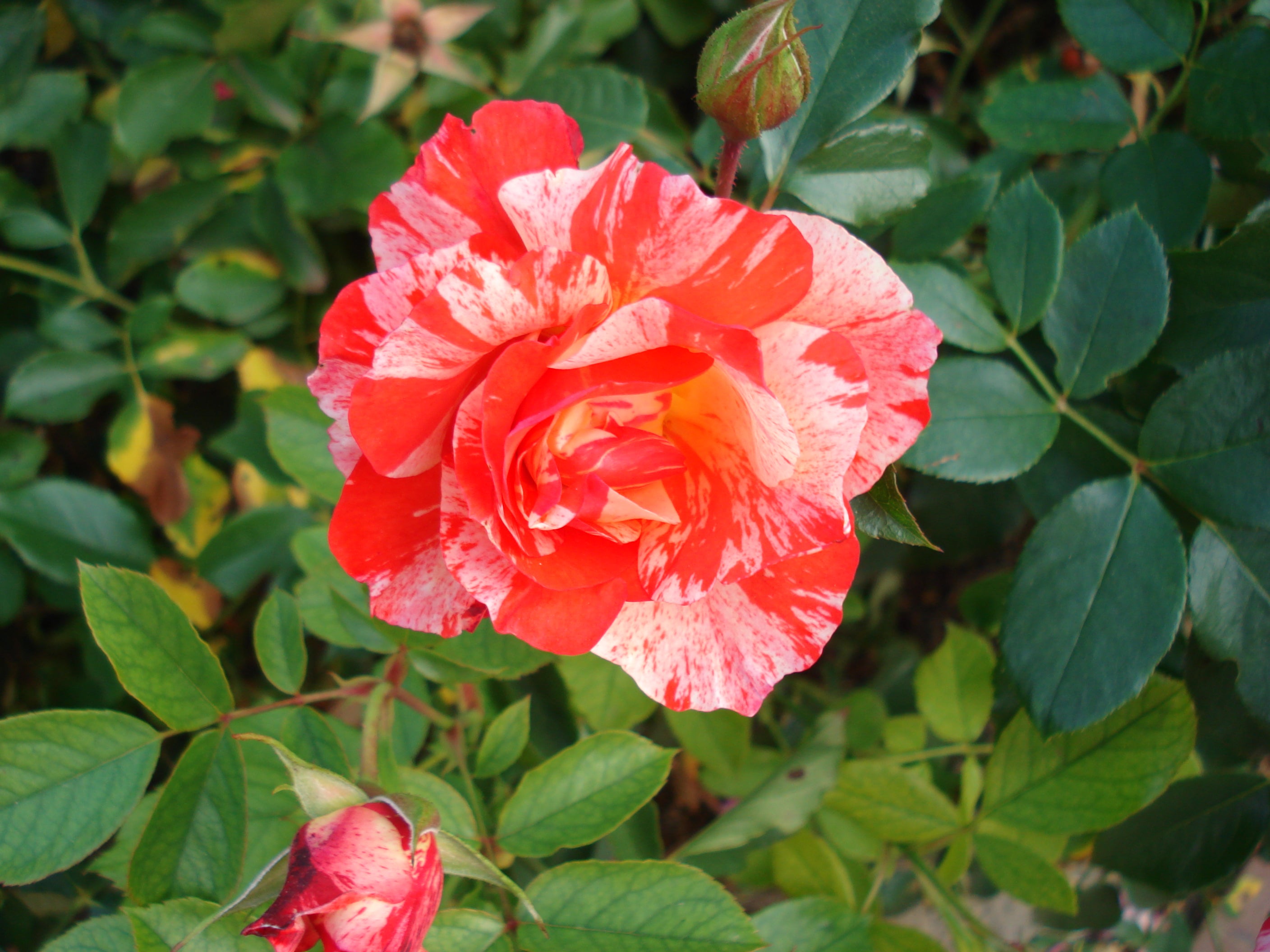 Floribunda Rose - Grimaldi®