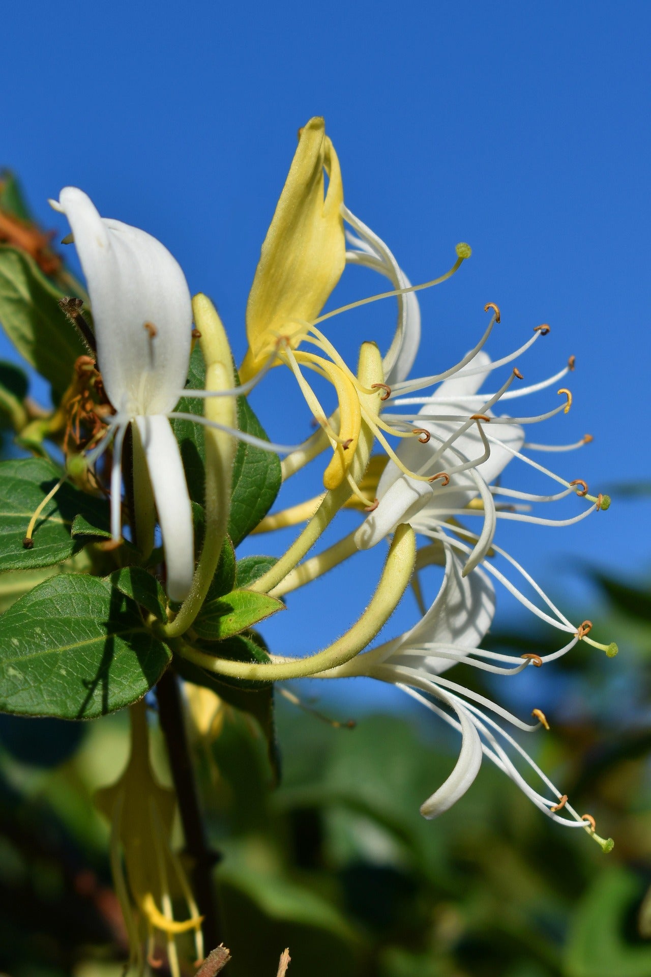 Honeysuckle - Halliana - 2L