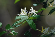 Honeysuckle - Halliana - 2L