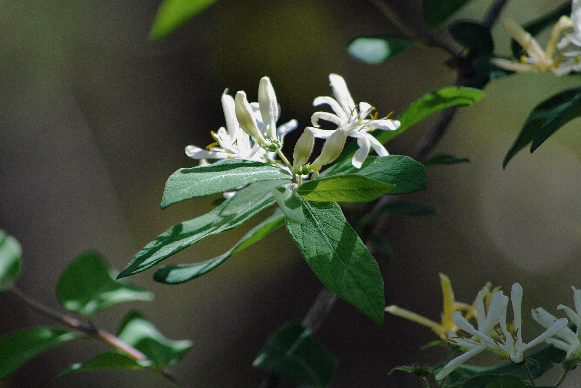Honeysuckle - Halliana - 2L