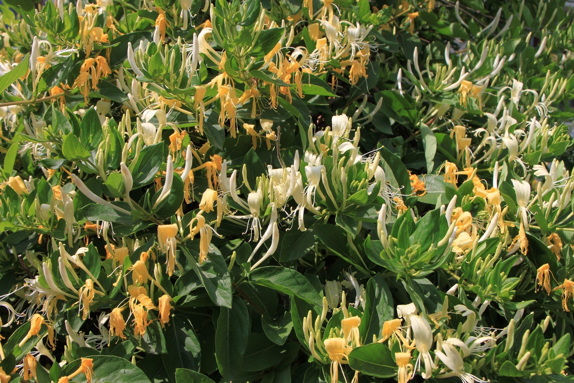 Honeysuckle - Halliana - 2L