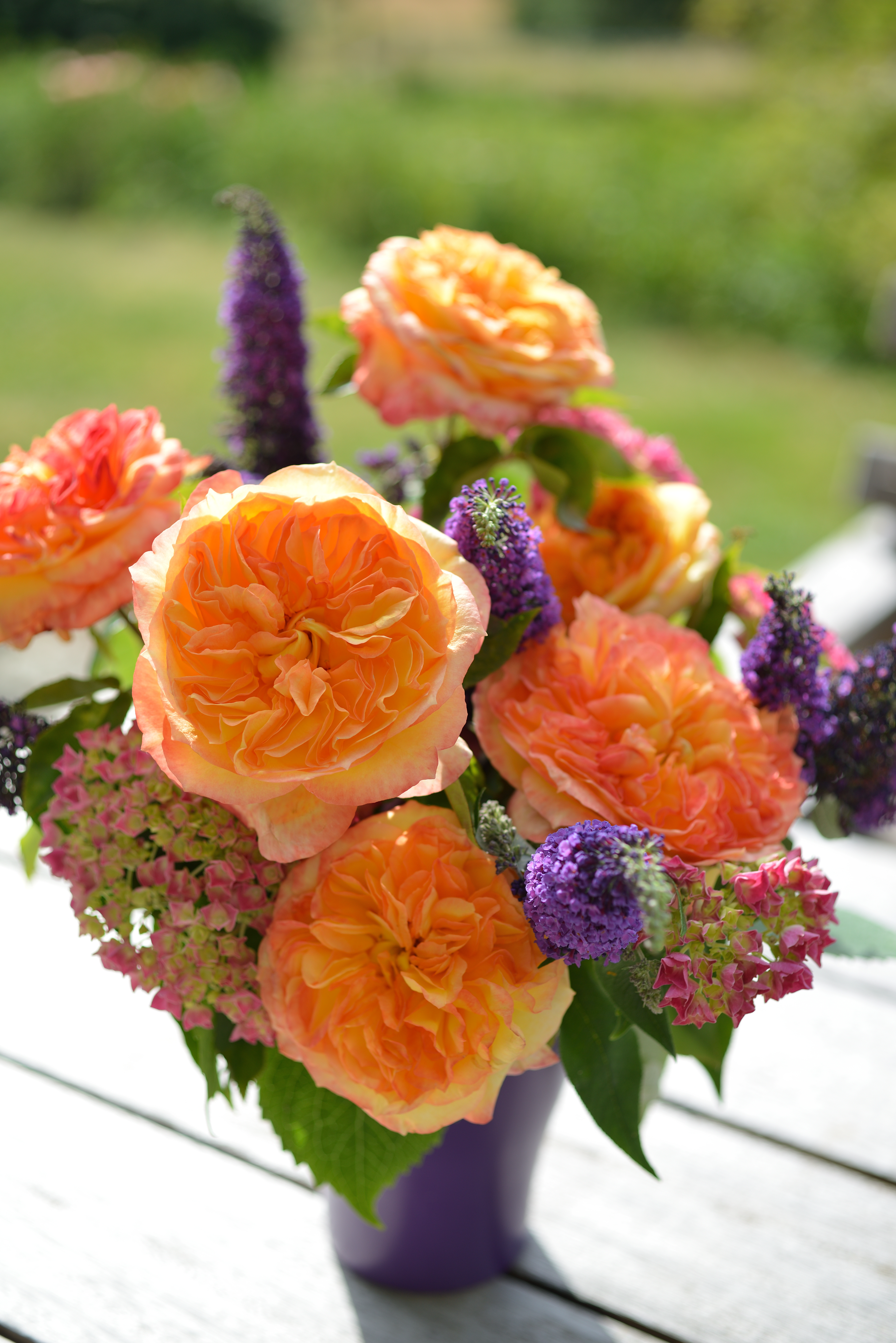 Theehybride Roos - Henri Delbard®