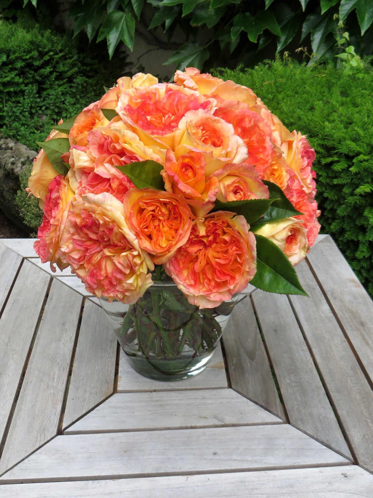 Hybrid Tea Rose - Henri Delbard®