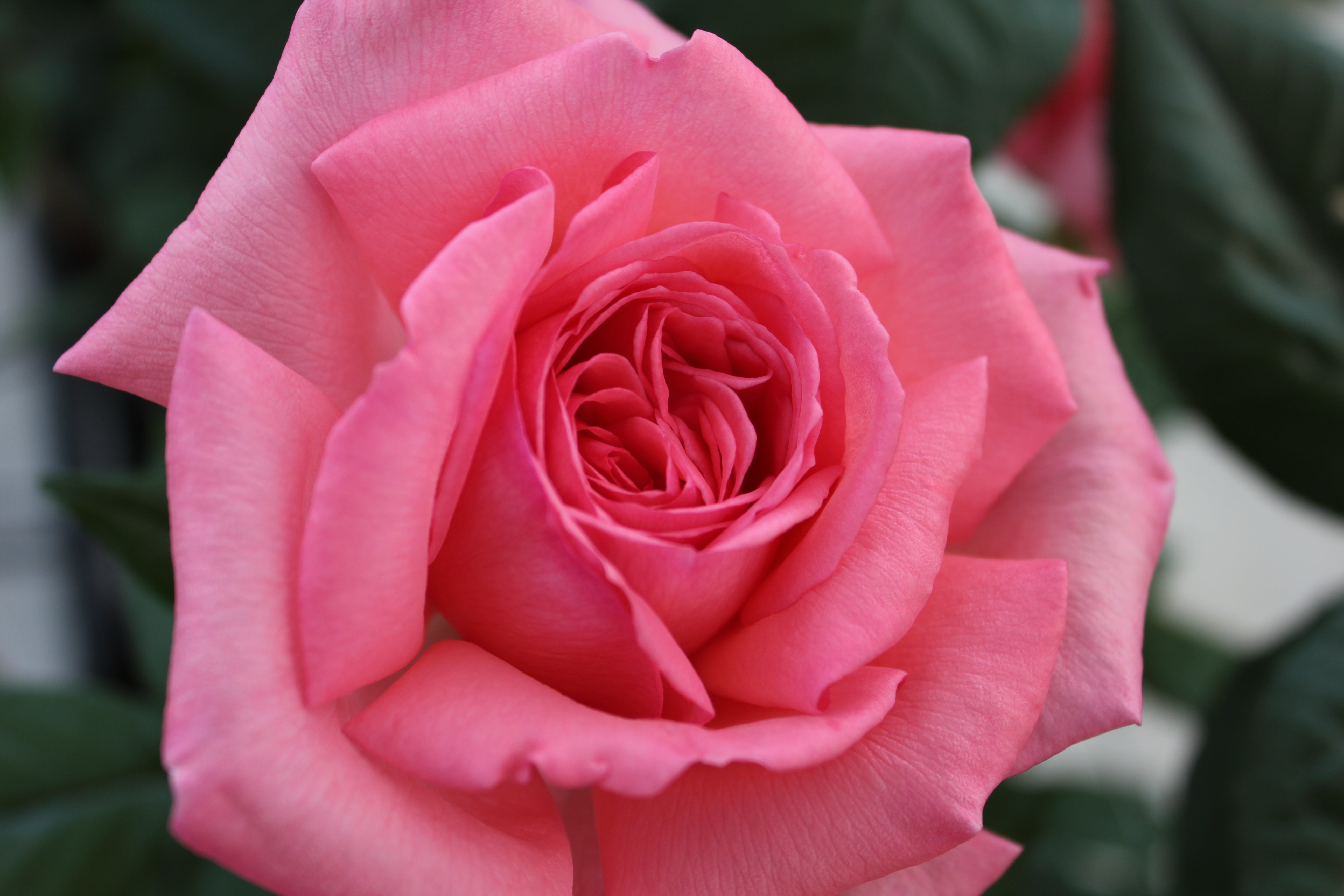 Hybrid Tea Rose - Fragonard®-7