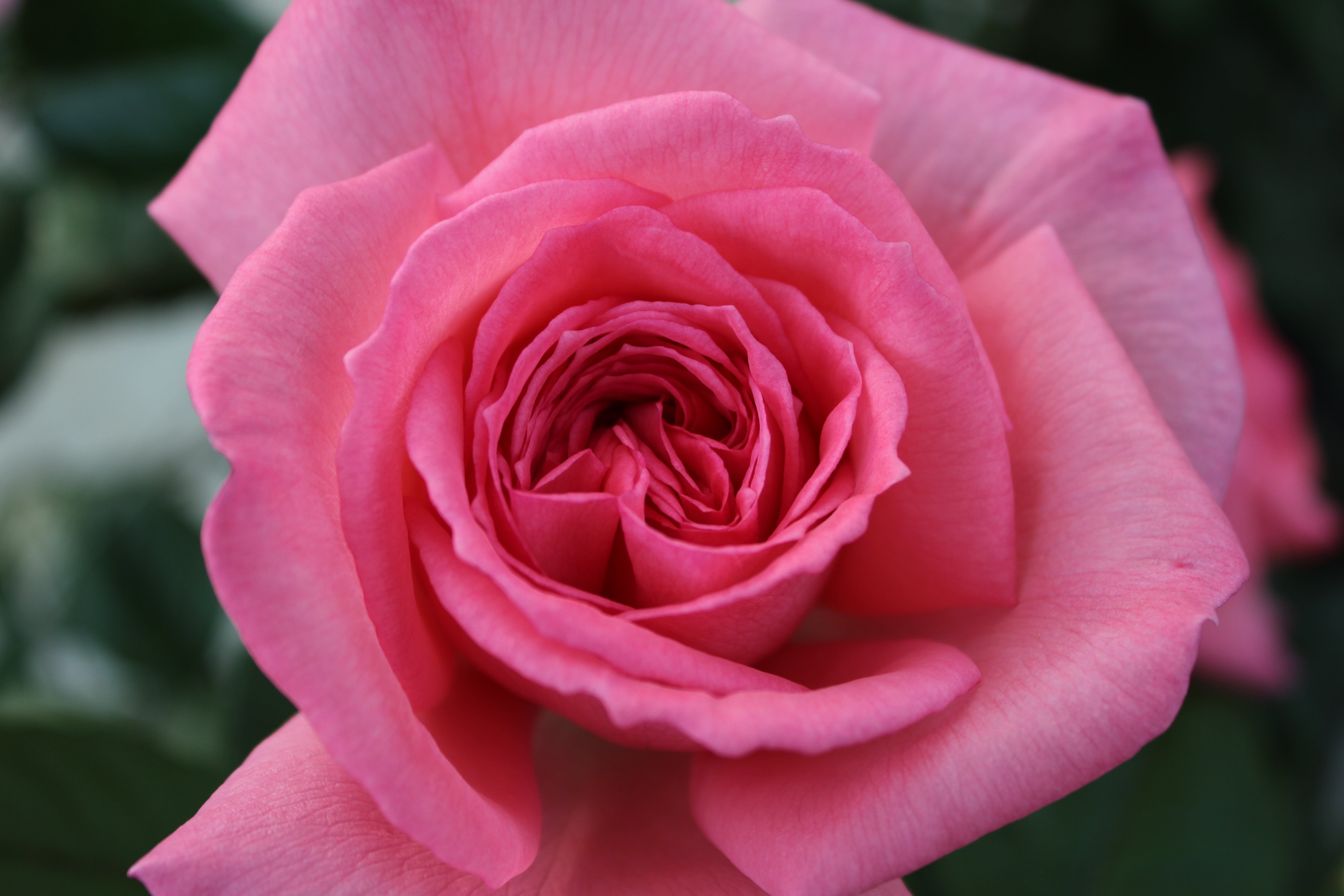 Hybrid Tea Rose - Fragonard®-9