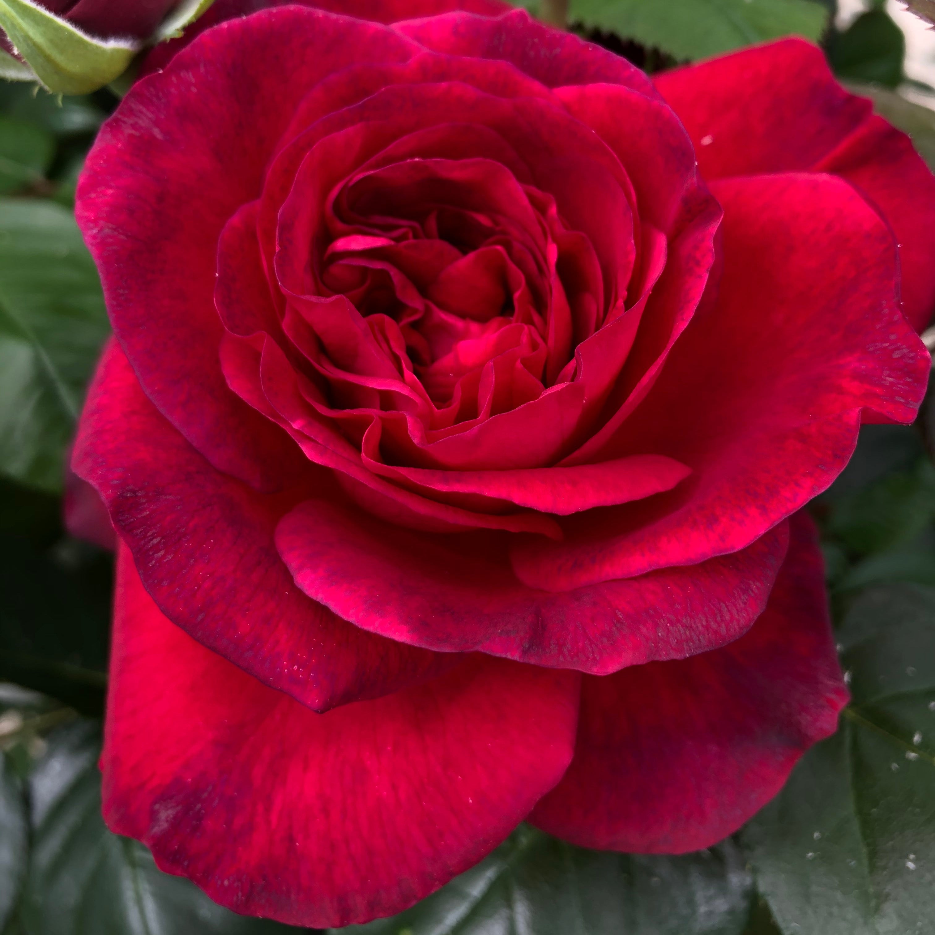 Hybrid Tea Rose - La Rose Monsieur®-5