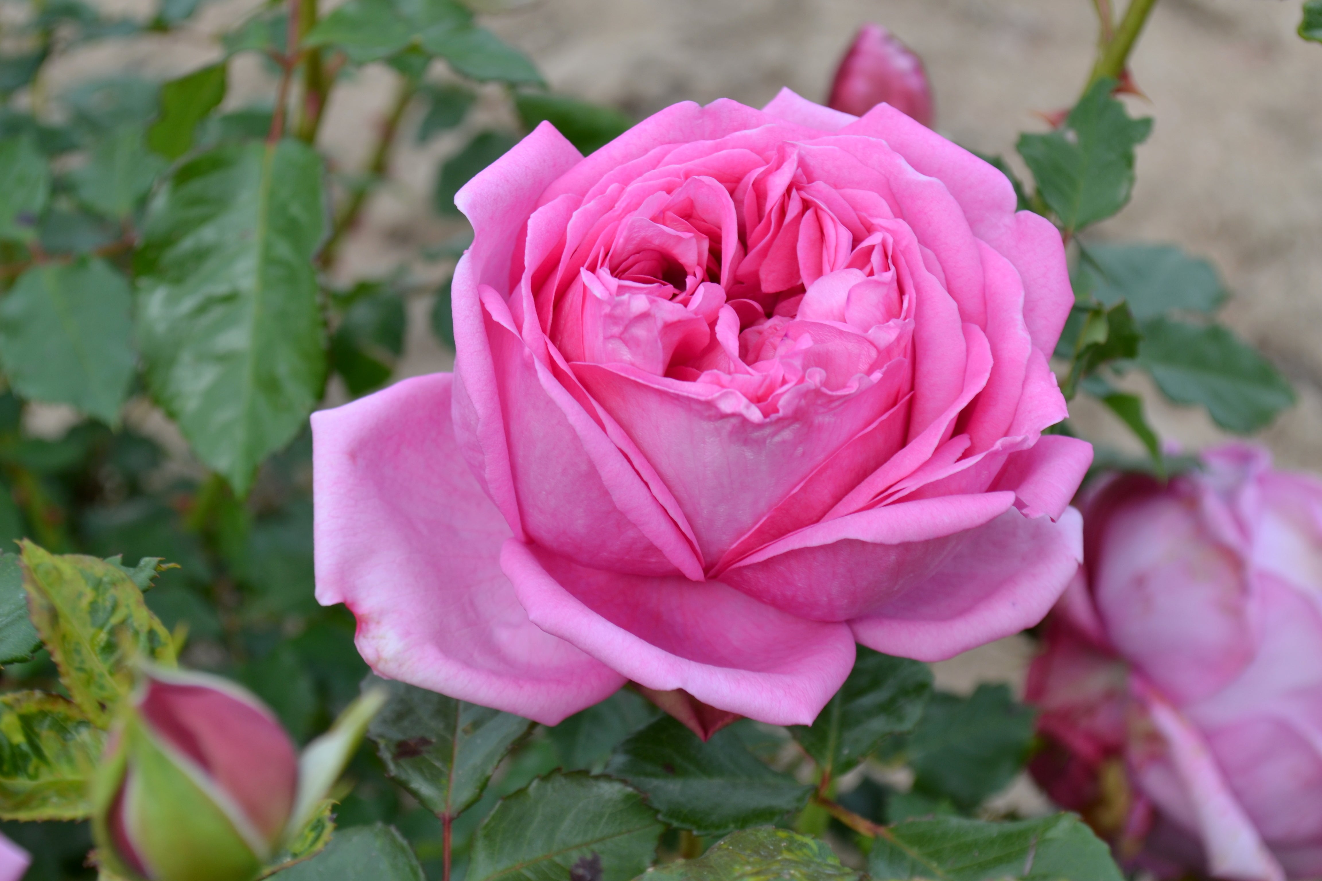 Hybrid Tea Rose - Pompadour®-2