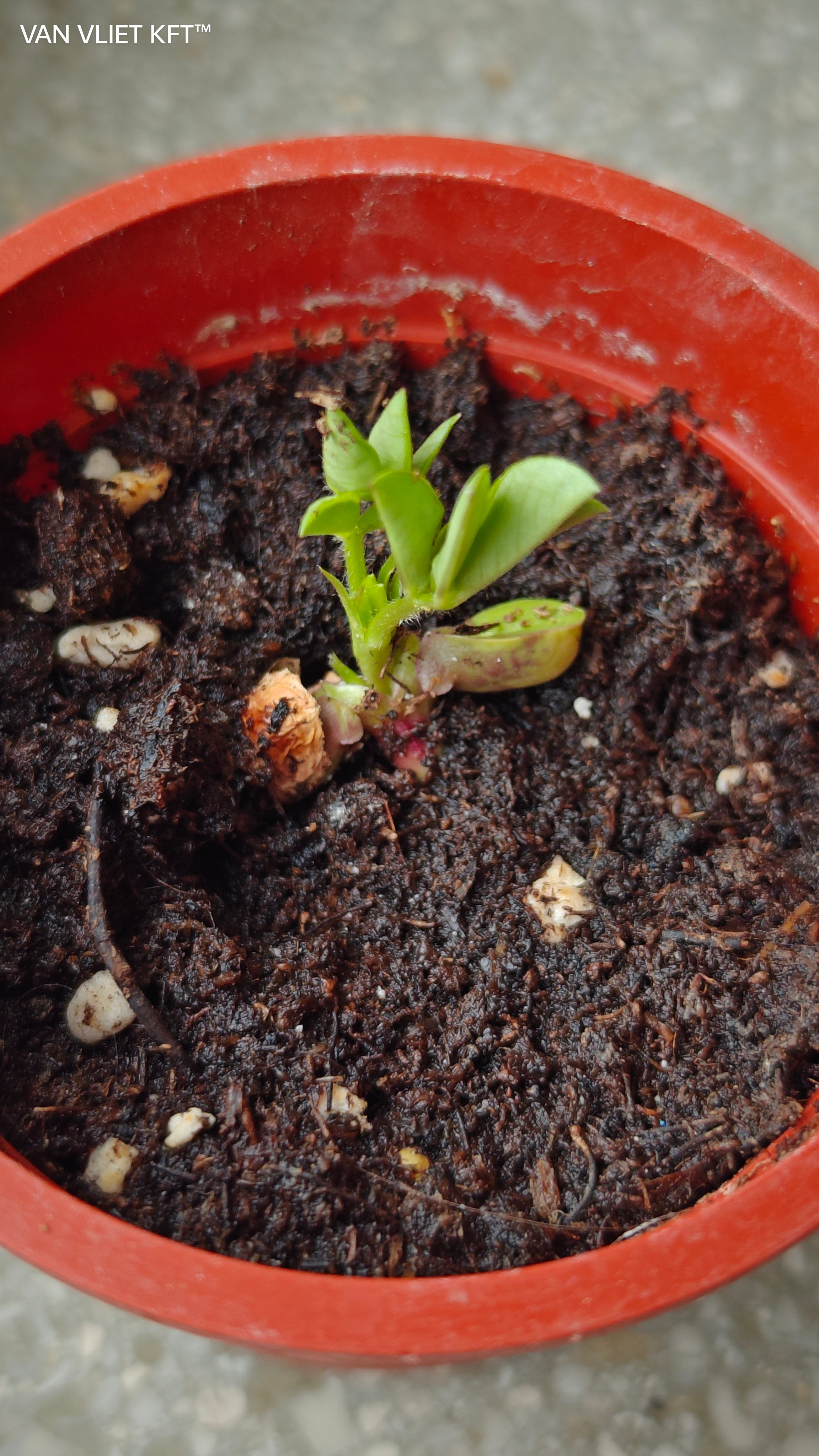 Pots de culture pour cacahuètes