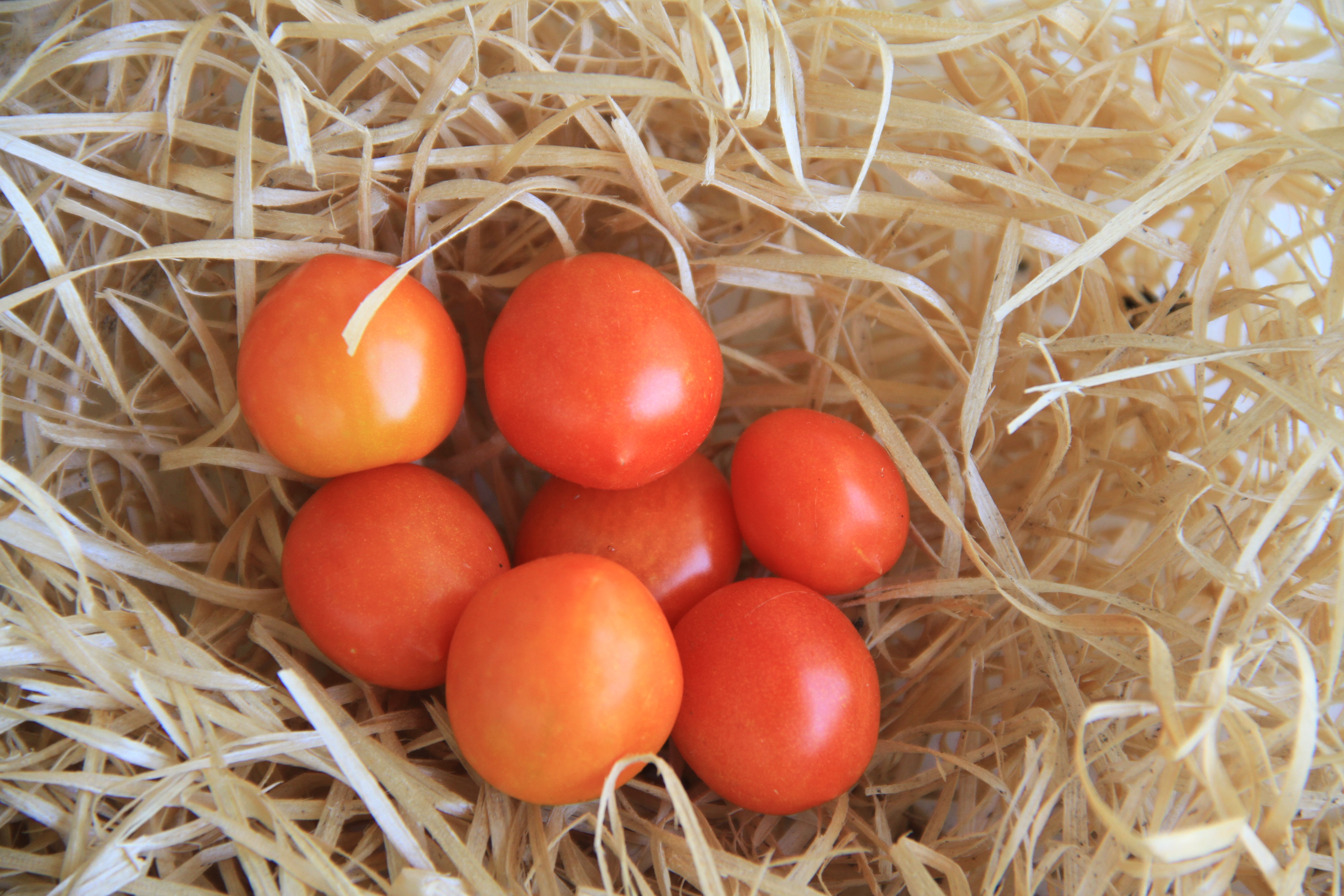 Kirschtomate - Mikro Kirsche - 10 Samen