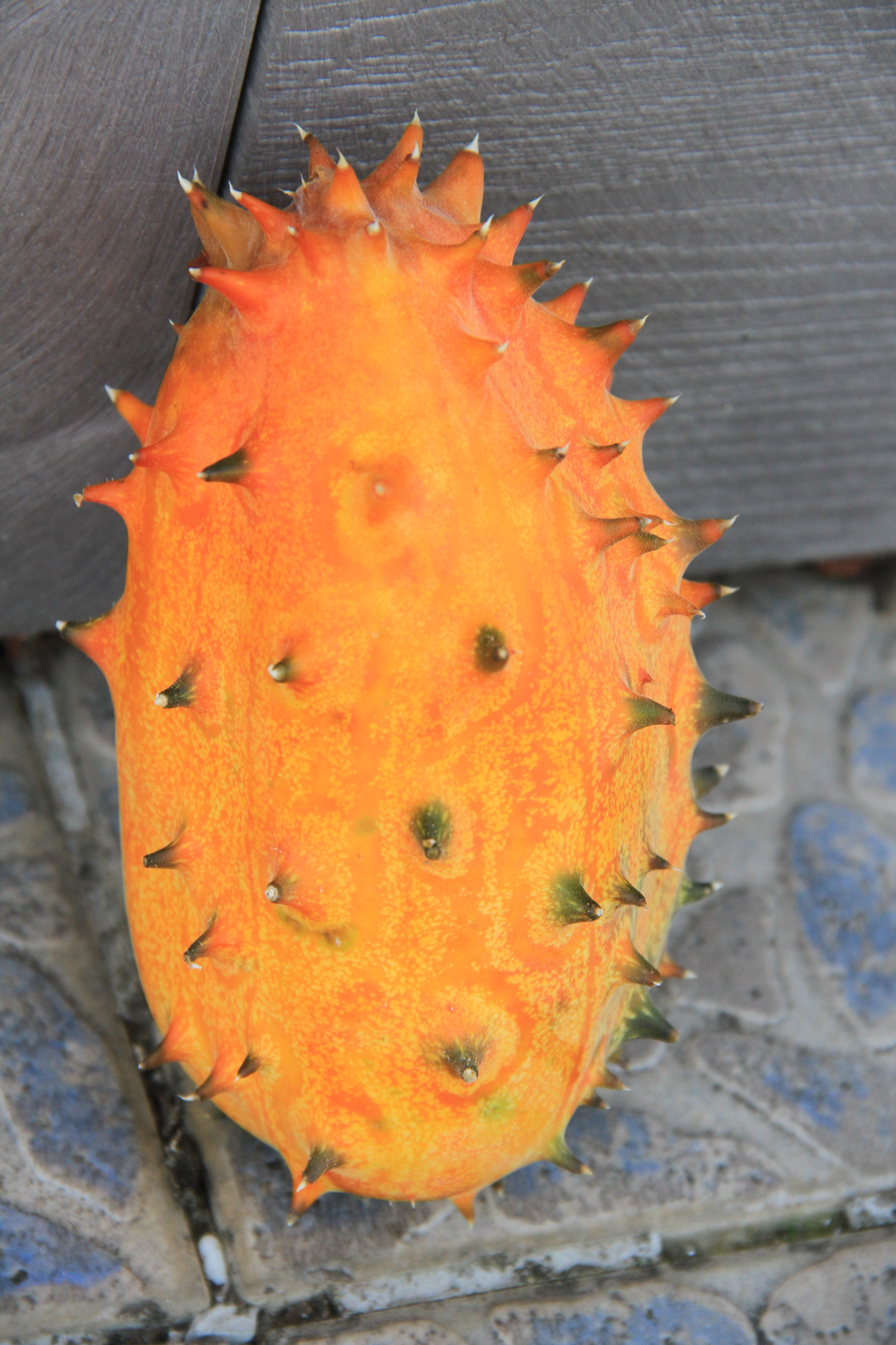 Hornmelone - Kiwano - 10 Samen