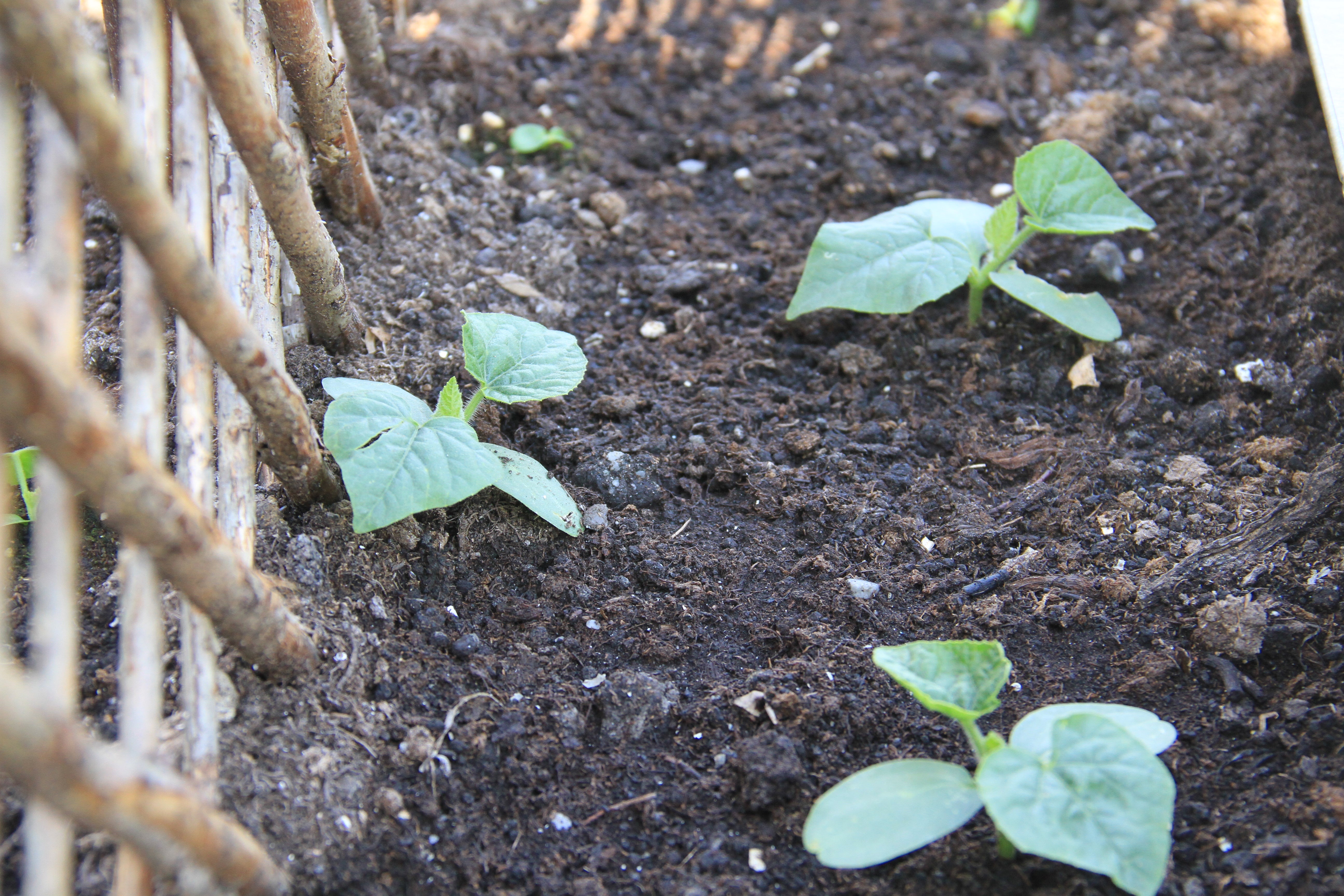 Hornmelone - Kiwano - 10 Samen