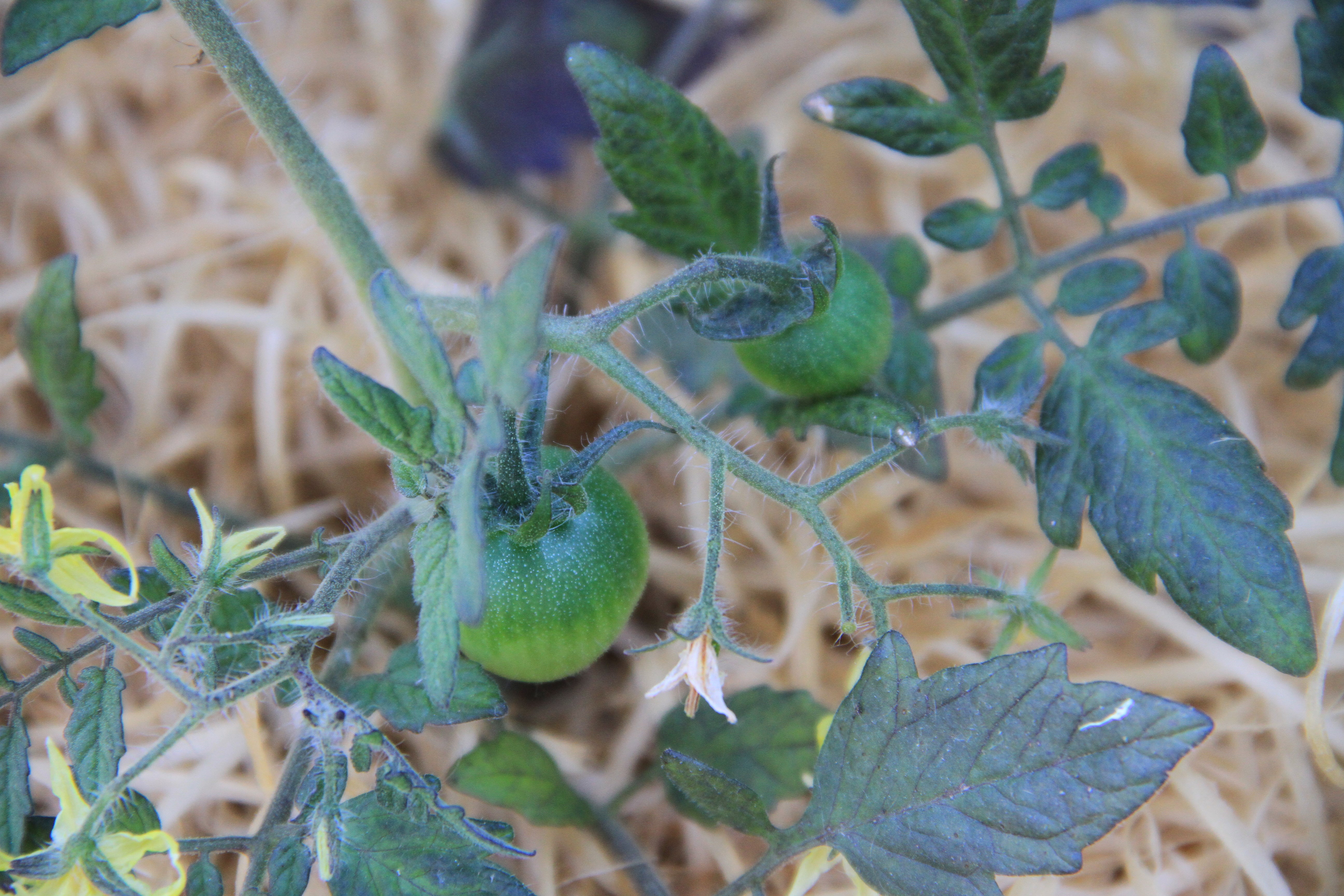 Kirschtomate - Mikro Kirsche - 10 Samen