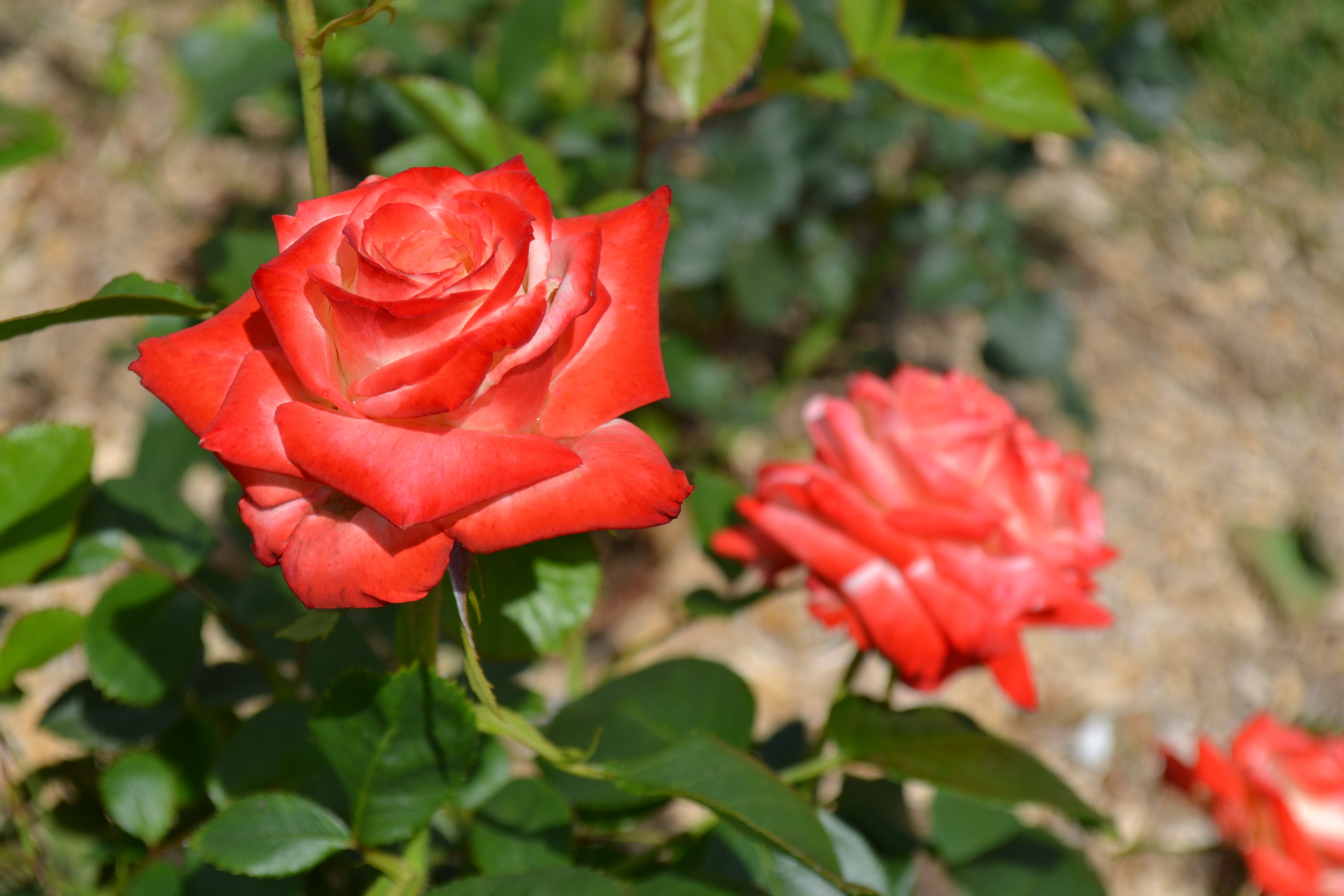 Hybrid Tea Rose - Impératrice Farah®