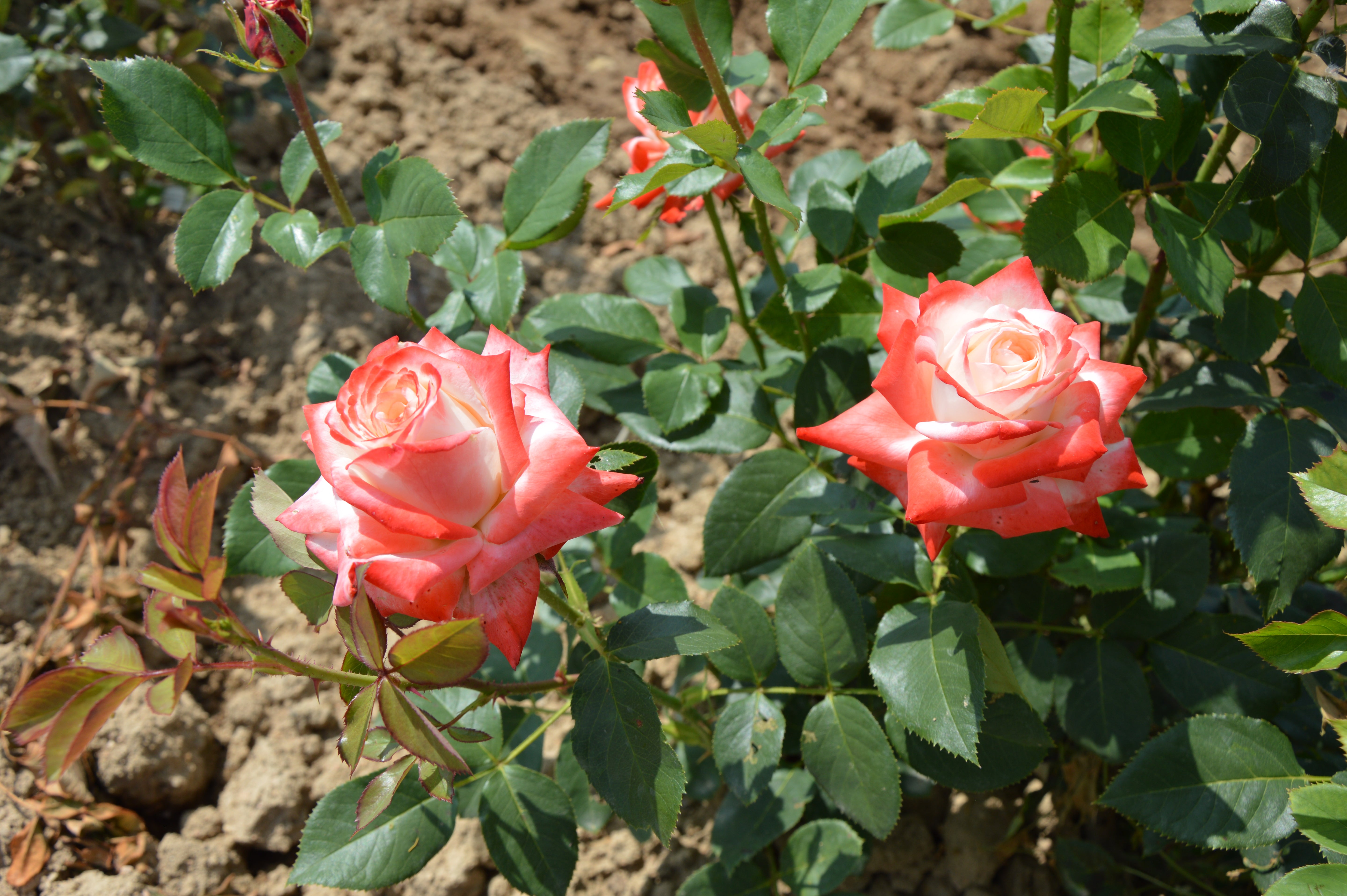Hybrid Tea Rose - Impératrice Farah®