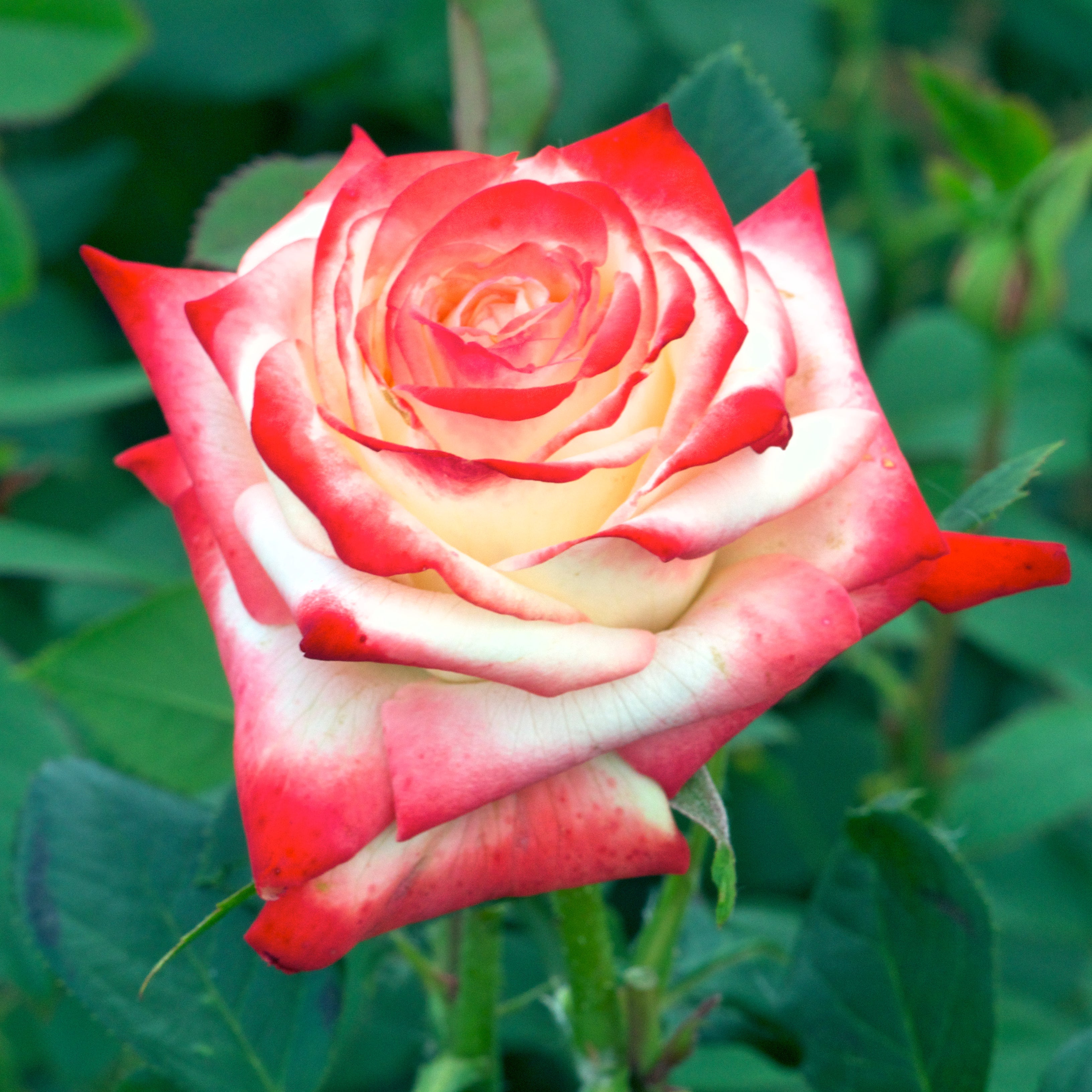 Hybrid Tea Rose - Impératrice Farah®
