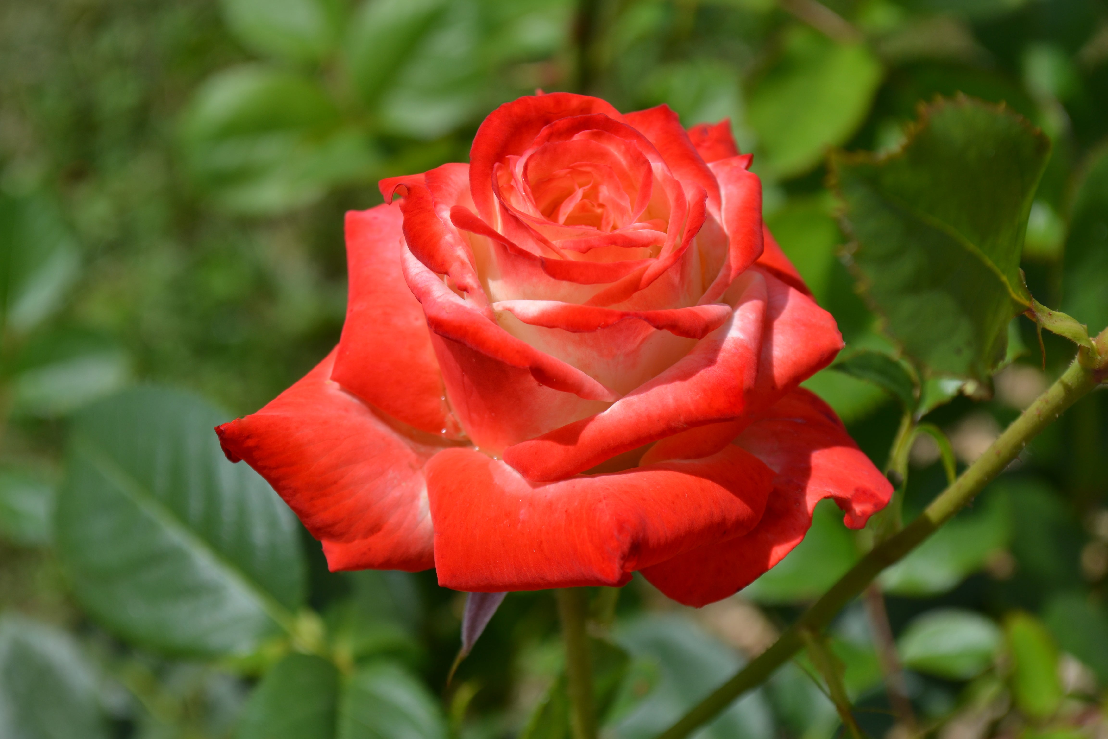 Hybrid Tea Rose - Impératrice Farah®