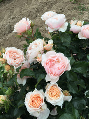 Floribunda Rose - Jardin des Tuileries®