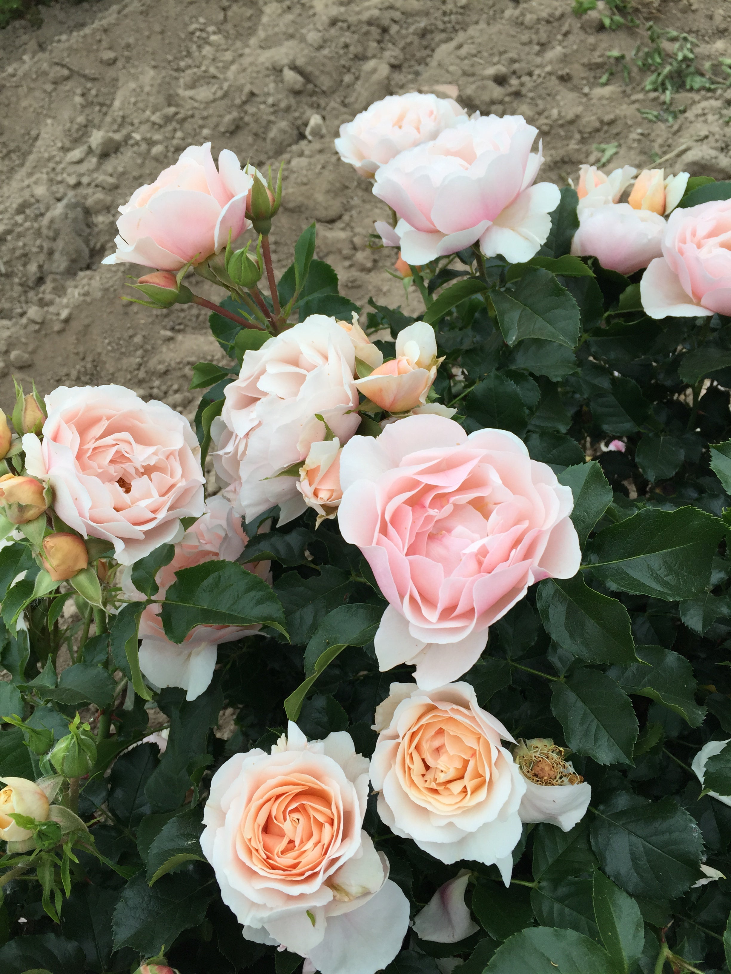 Floribunda Rose - Jardin des Tuileries®