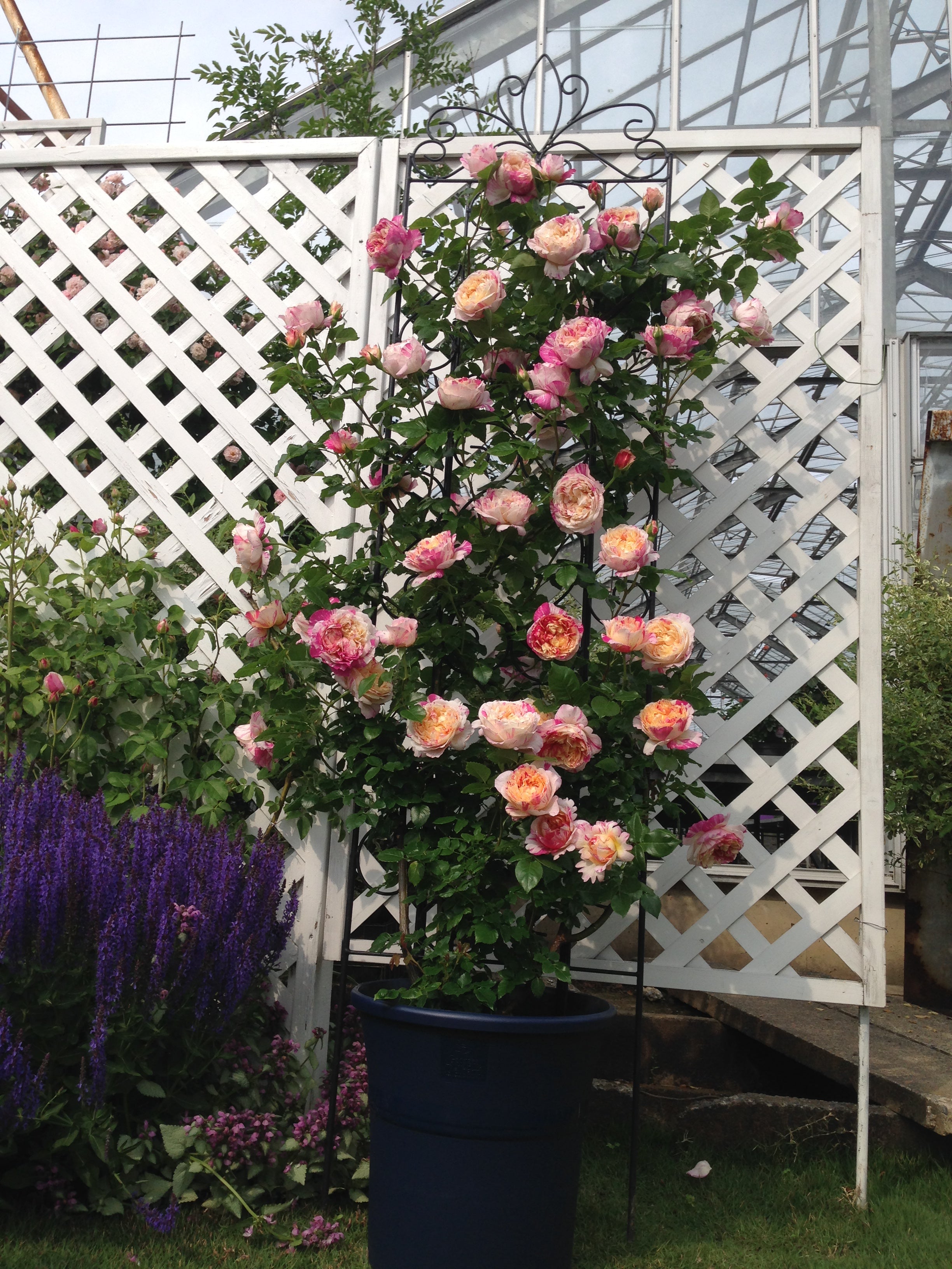 Climbing Rose - Julie Andrieu®