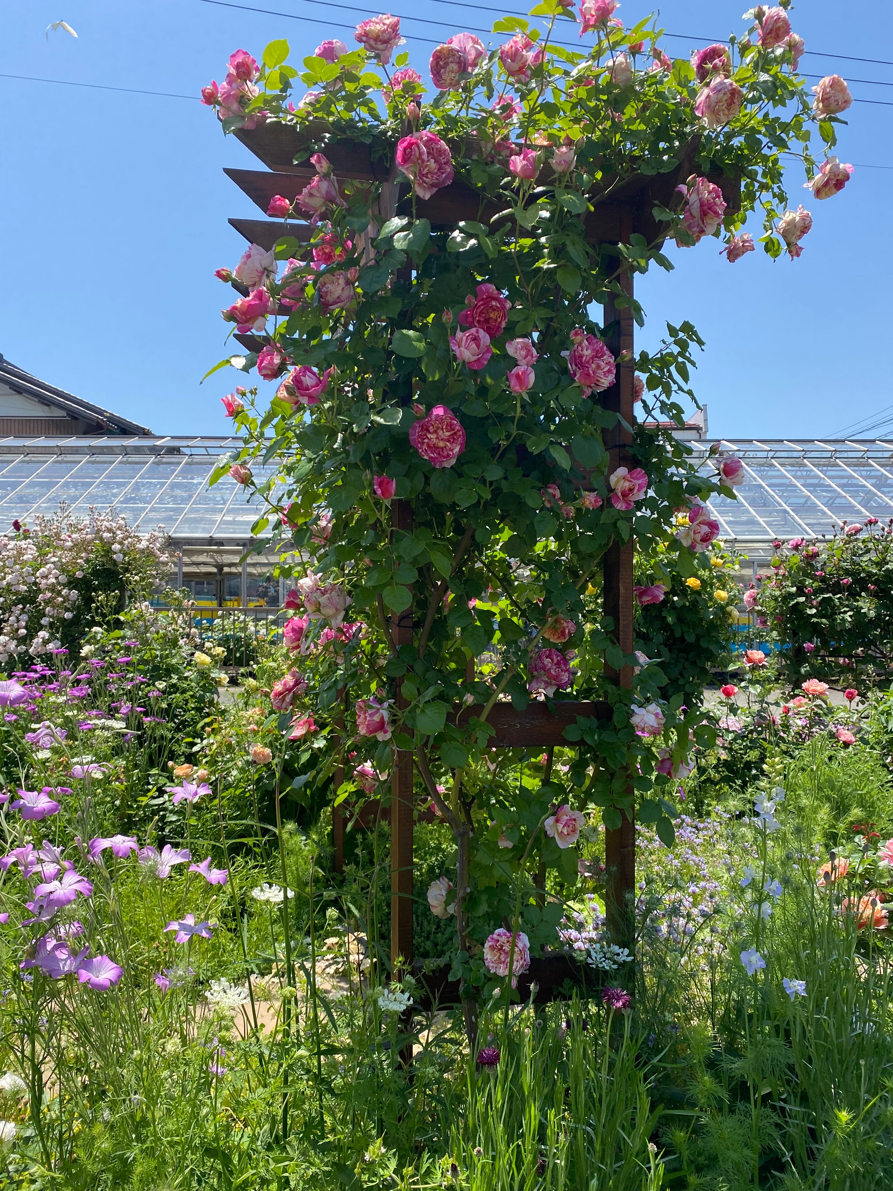 Climbing Rose - Julie Andrieu®